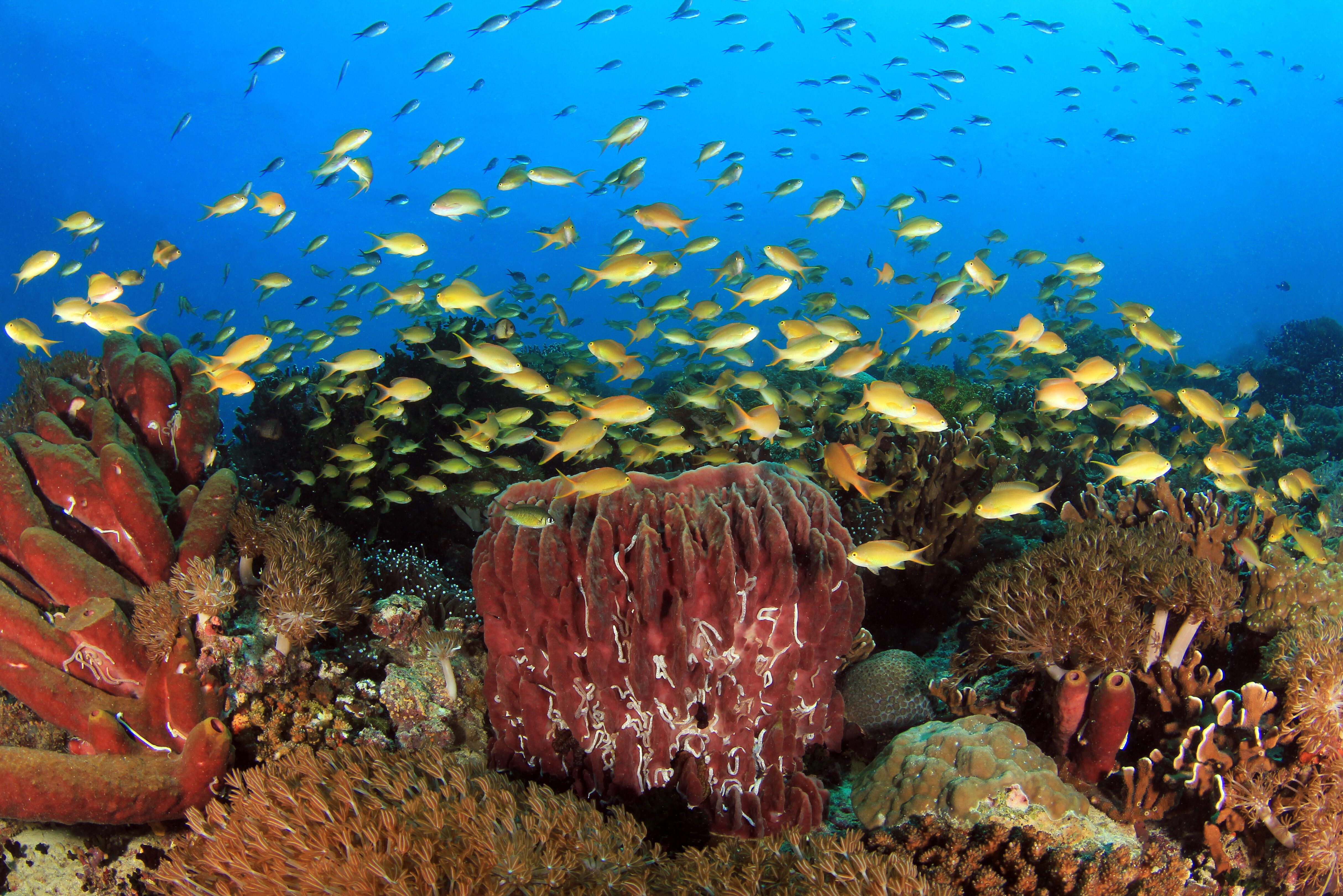 Onderwaterwereld Cebu