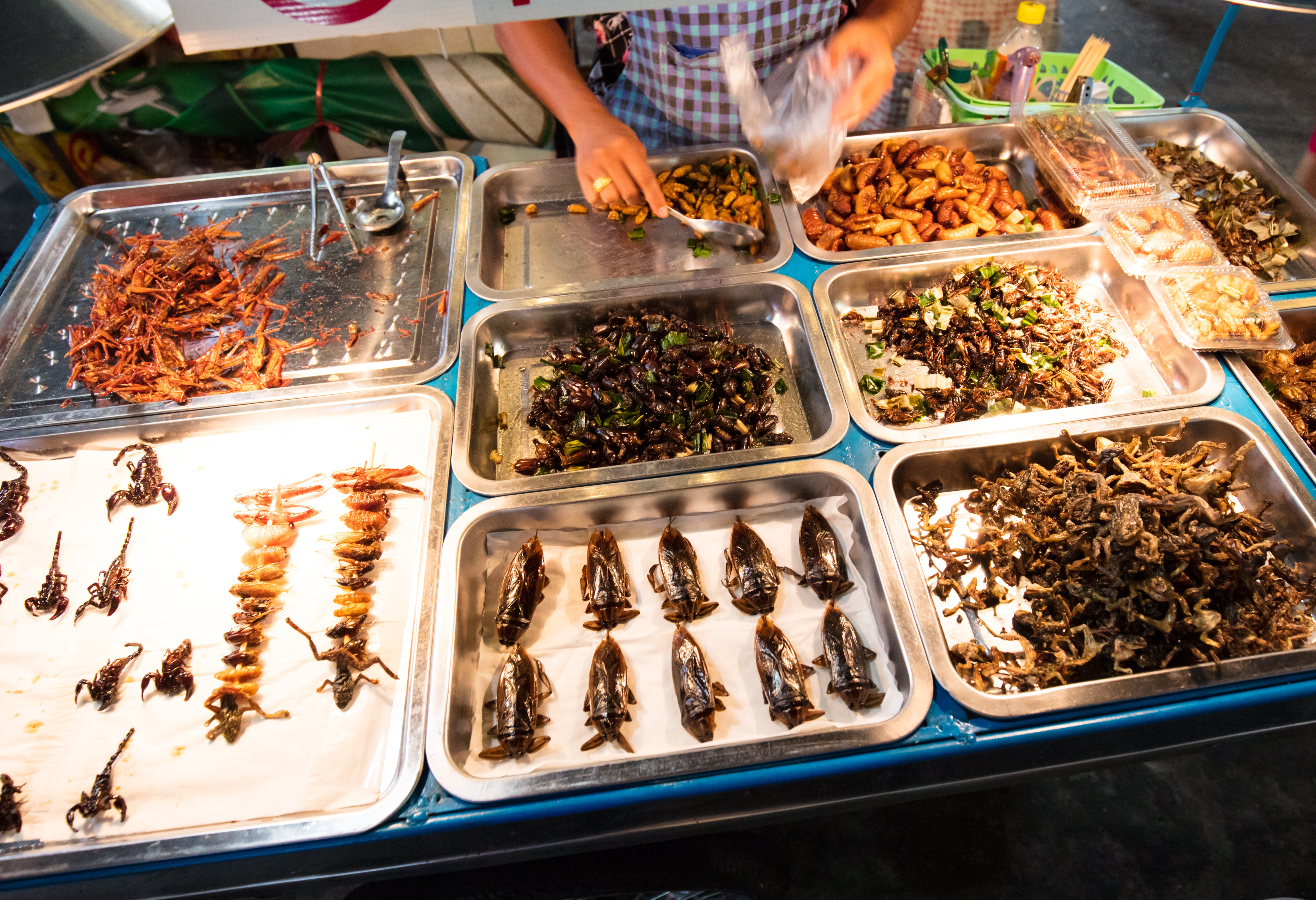 Avontuurlijke insectenproeverij