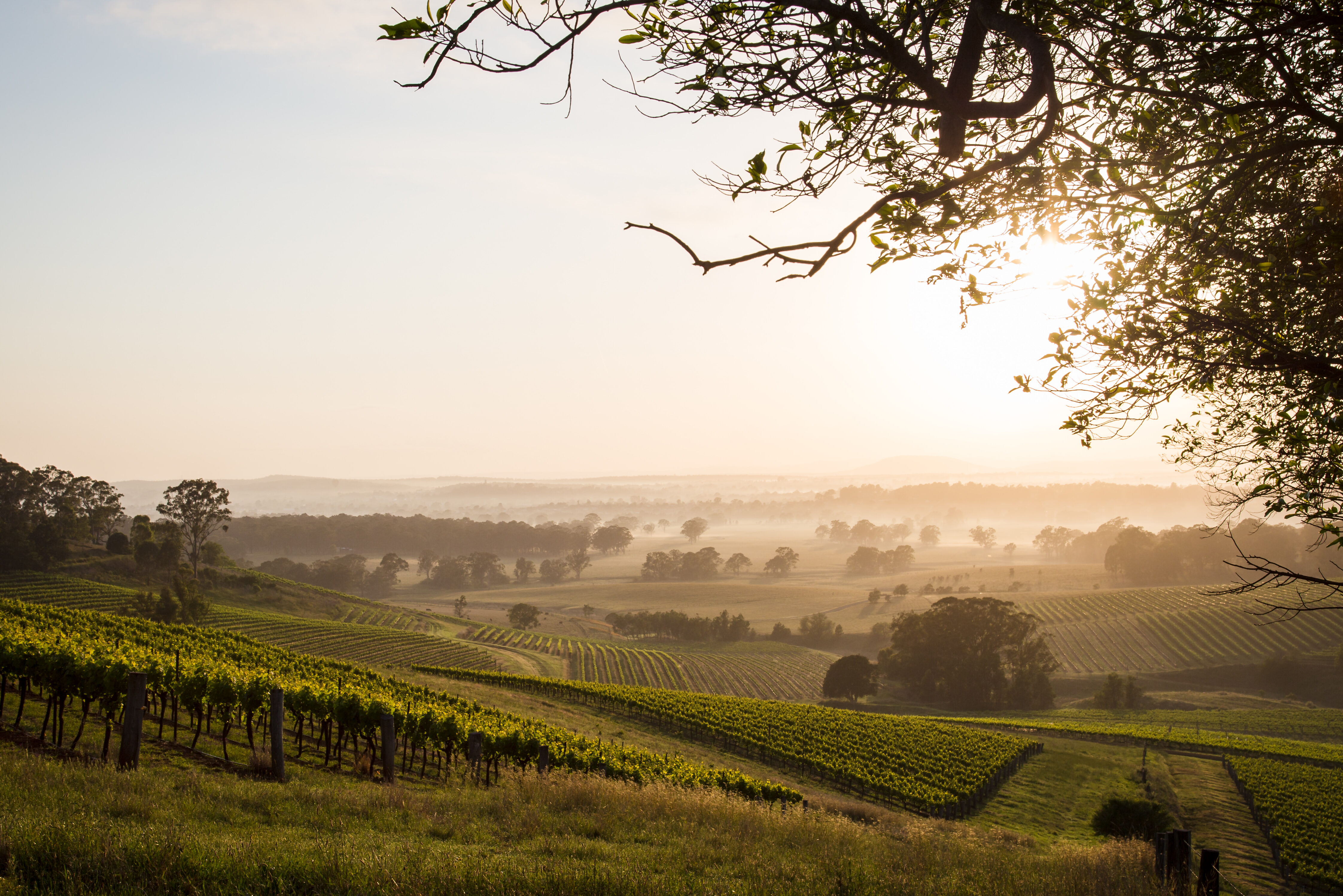 Zonsopkomst over de wijngaarden in Hunter Valley in Australie