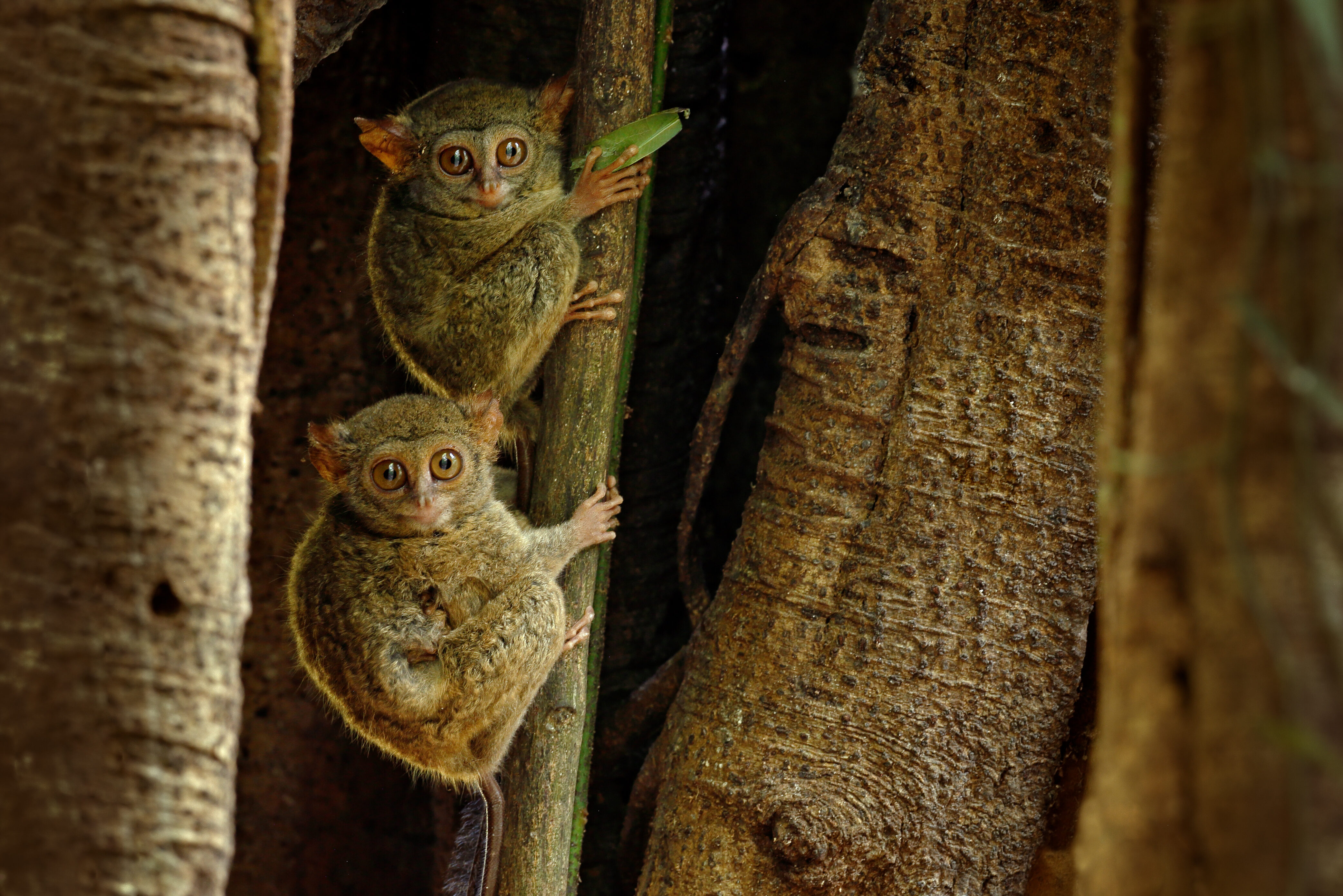 Tarsiers op Bohol
