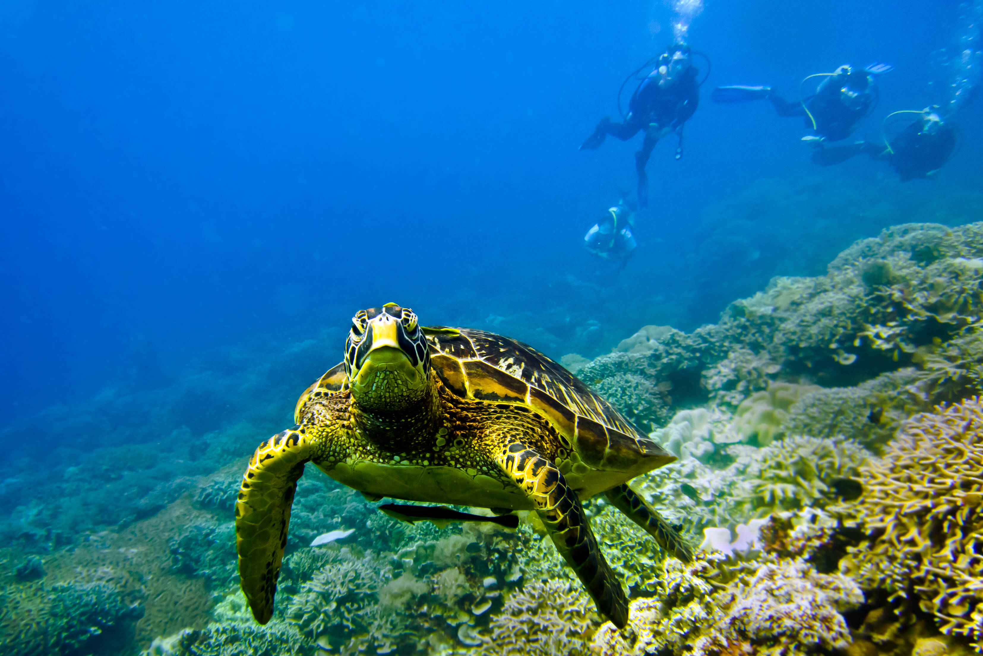 Schildpad in de Filipijnen