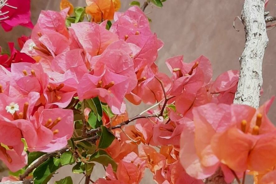 Marokko Marrakech Riad Sabah Decoratie