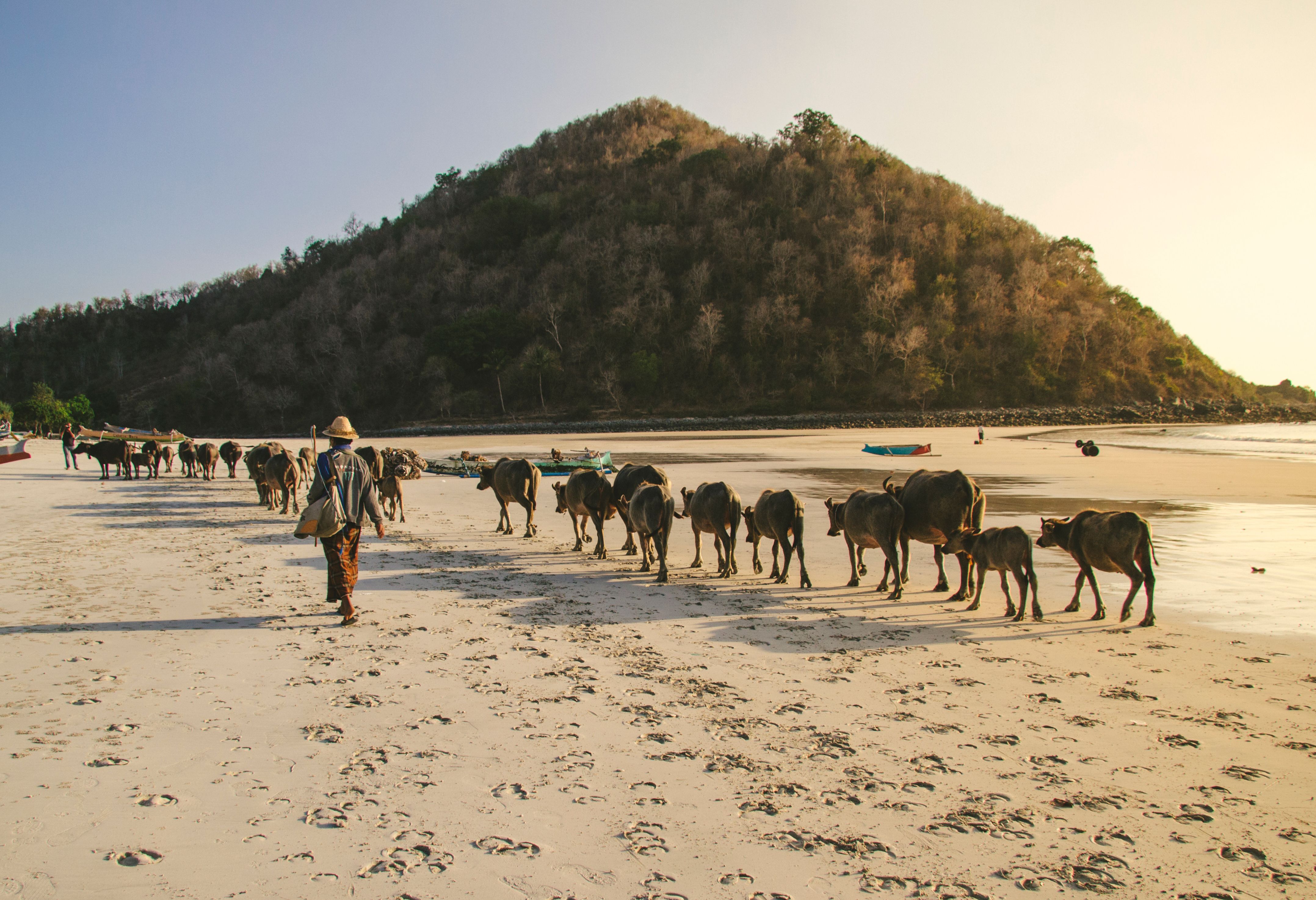 Buffels op het strand vlakbij Kuta op Lombok