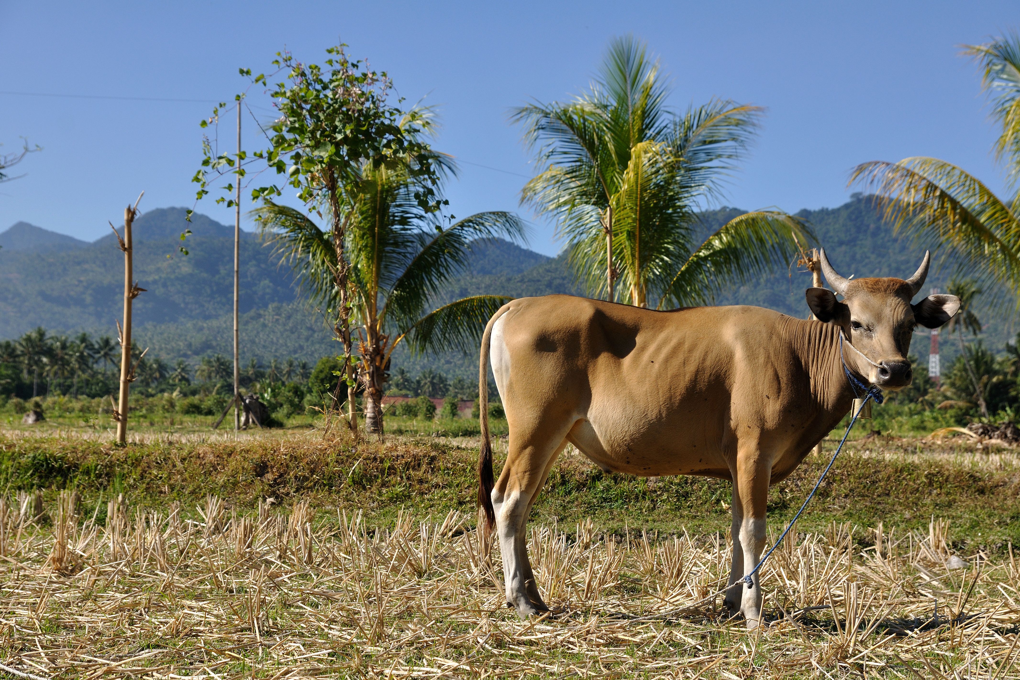 Het drogere landelijke landschap op Lombok