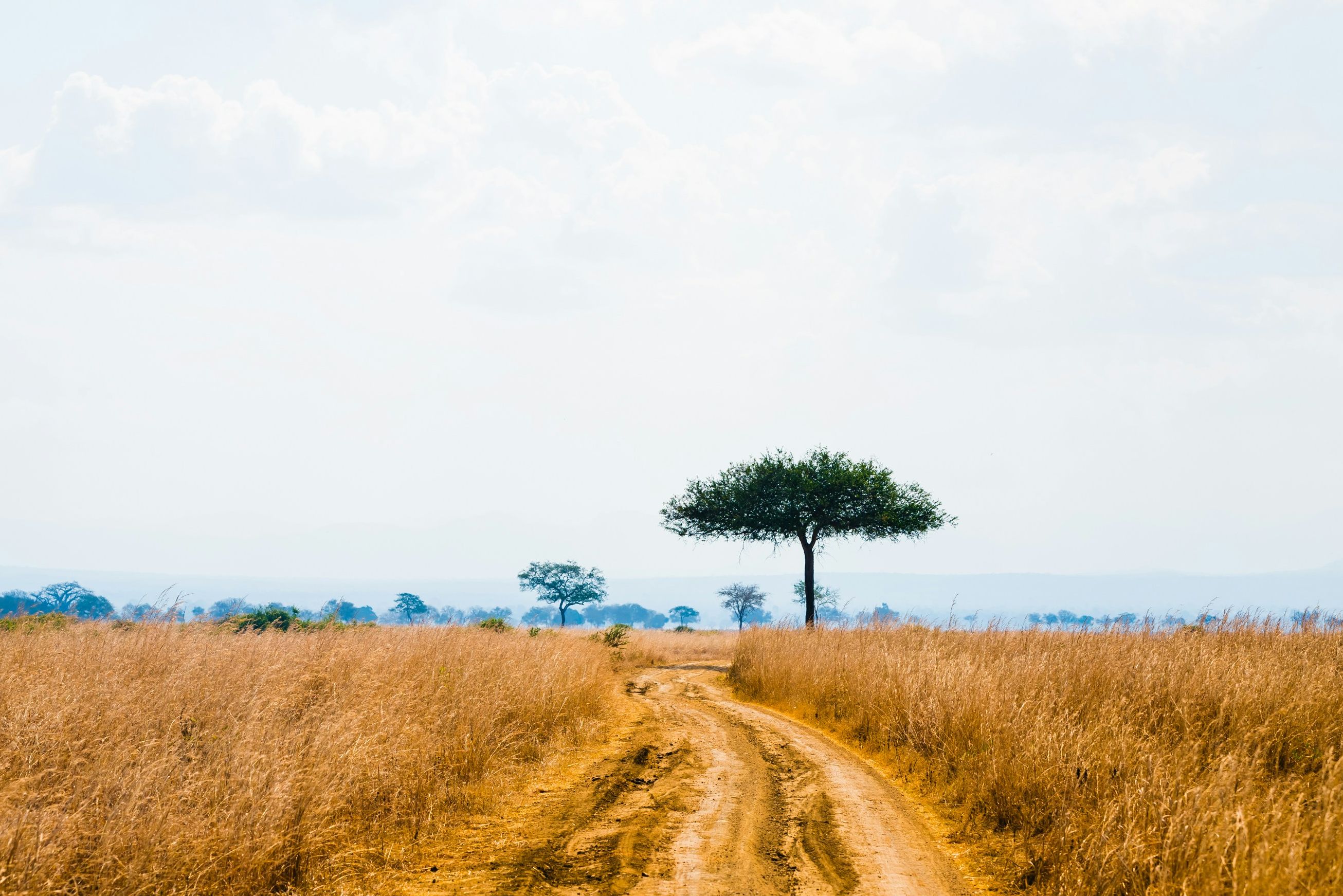 Tanzania Mikumi National Park Savanne