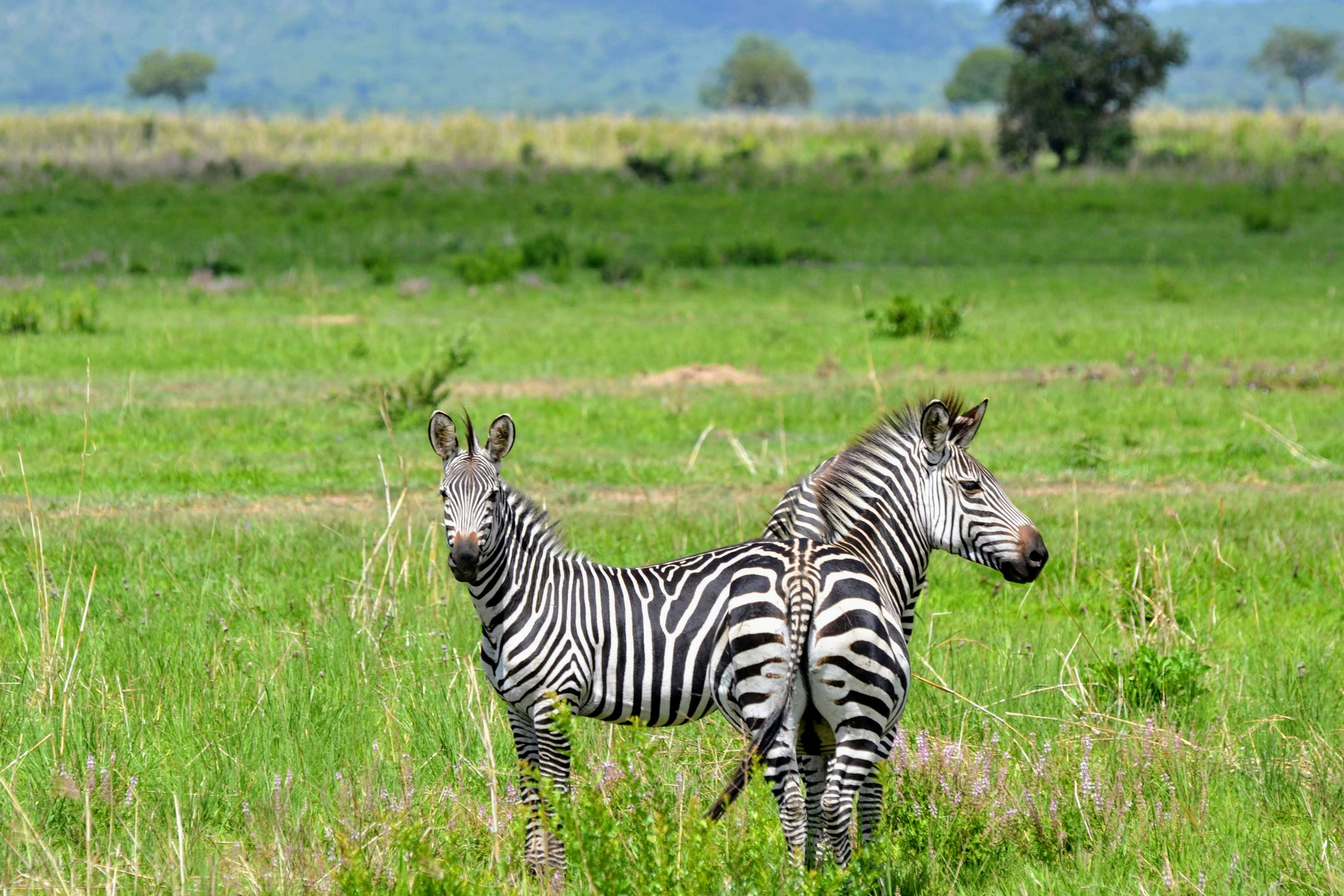 Tanzania Mikumi National Park Zebra