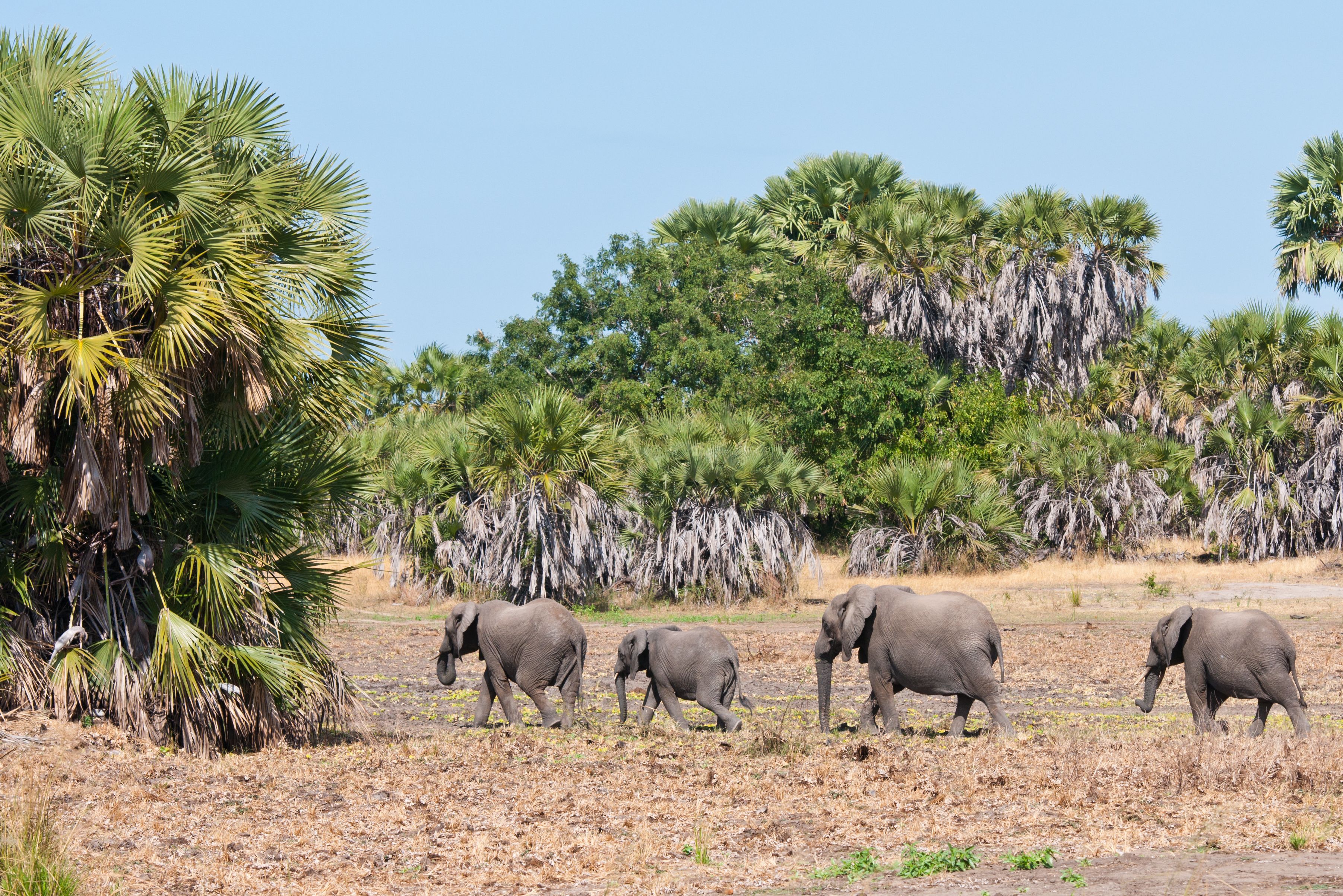 Tanzania Selous Game Reserve Olifanten