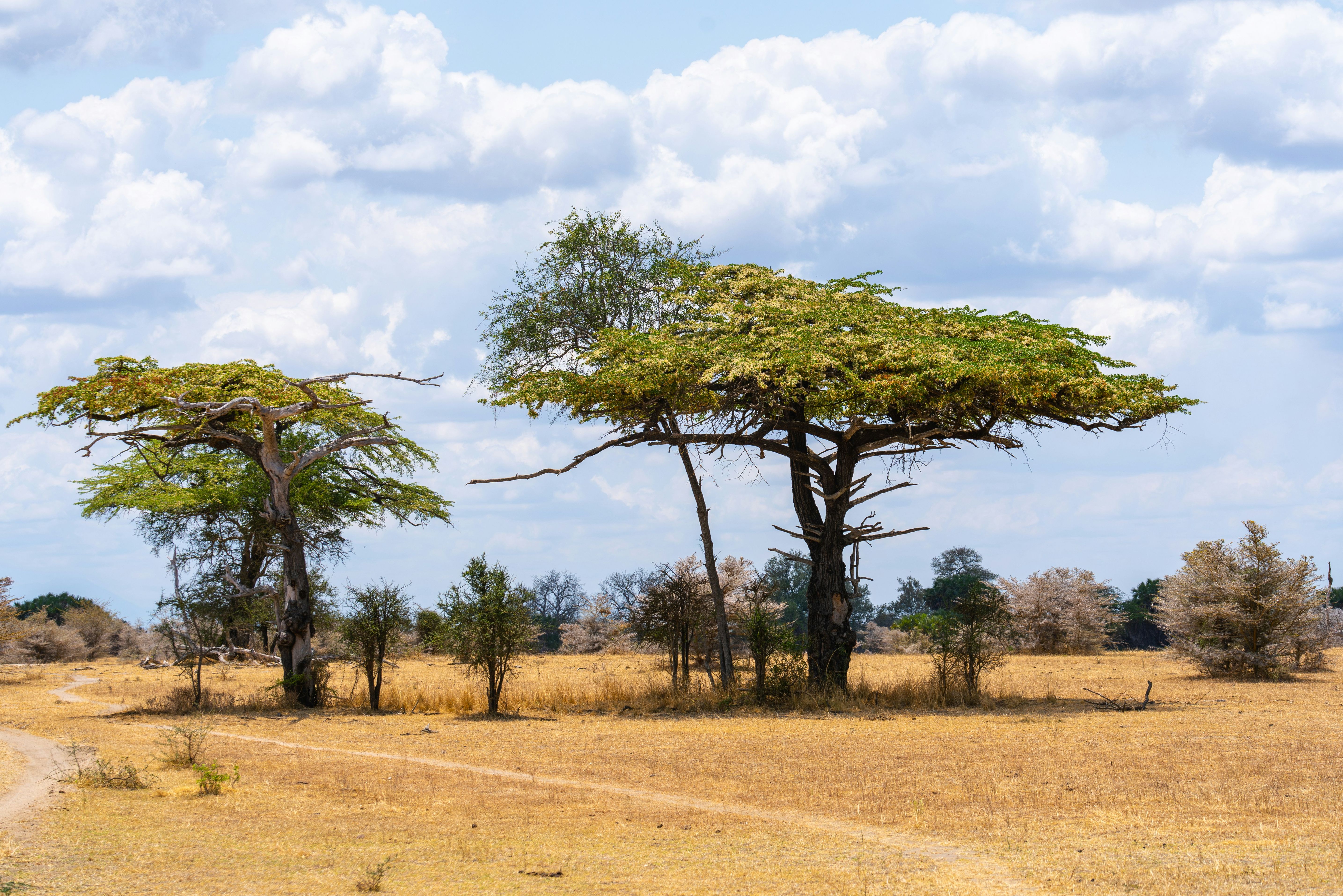 Tanzania Nyerere National Park Landschap