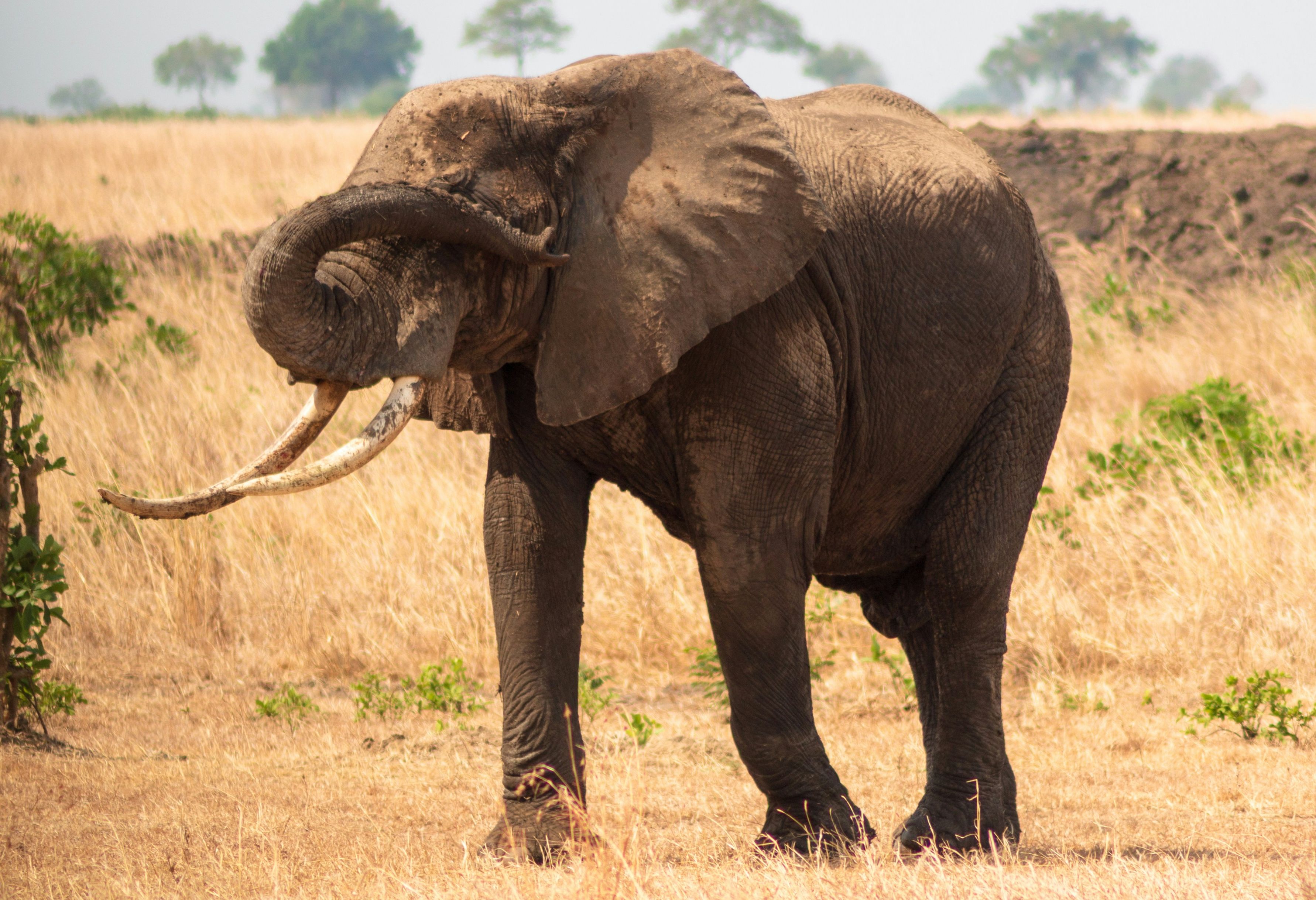 Tanzania Mikumi National Park Olifant