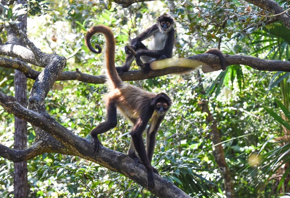 Highlights Belize: Maya-cultuur en natuurpracht Deluxe