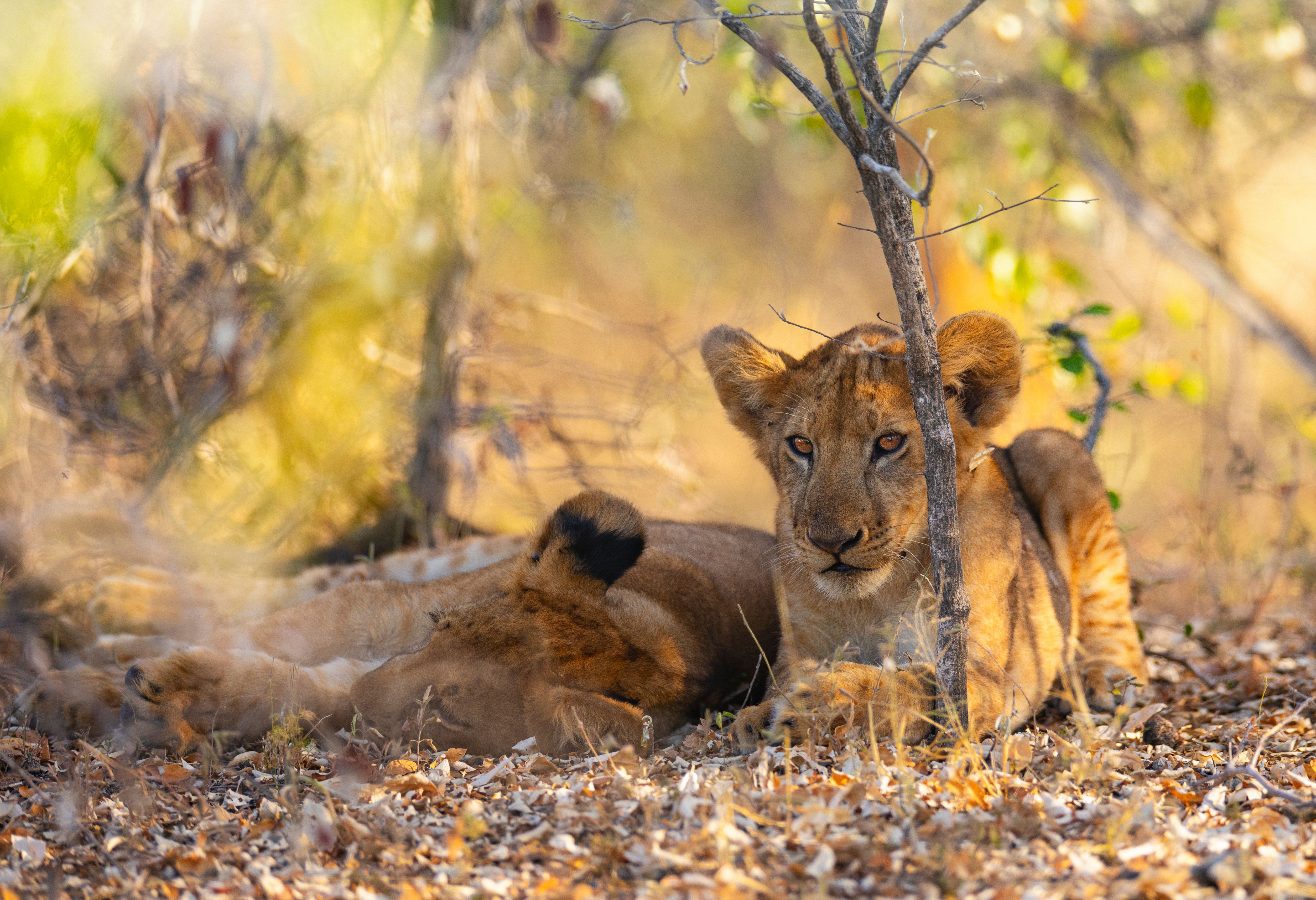 Tanzania Nyerere National Park Selous Game Reserve