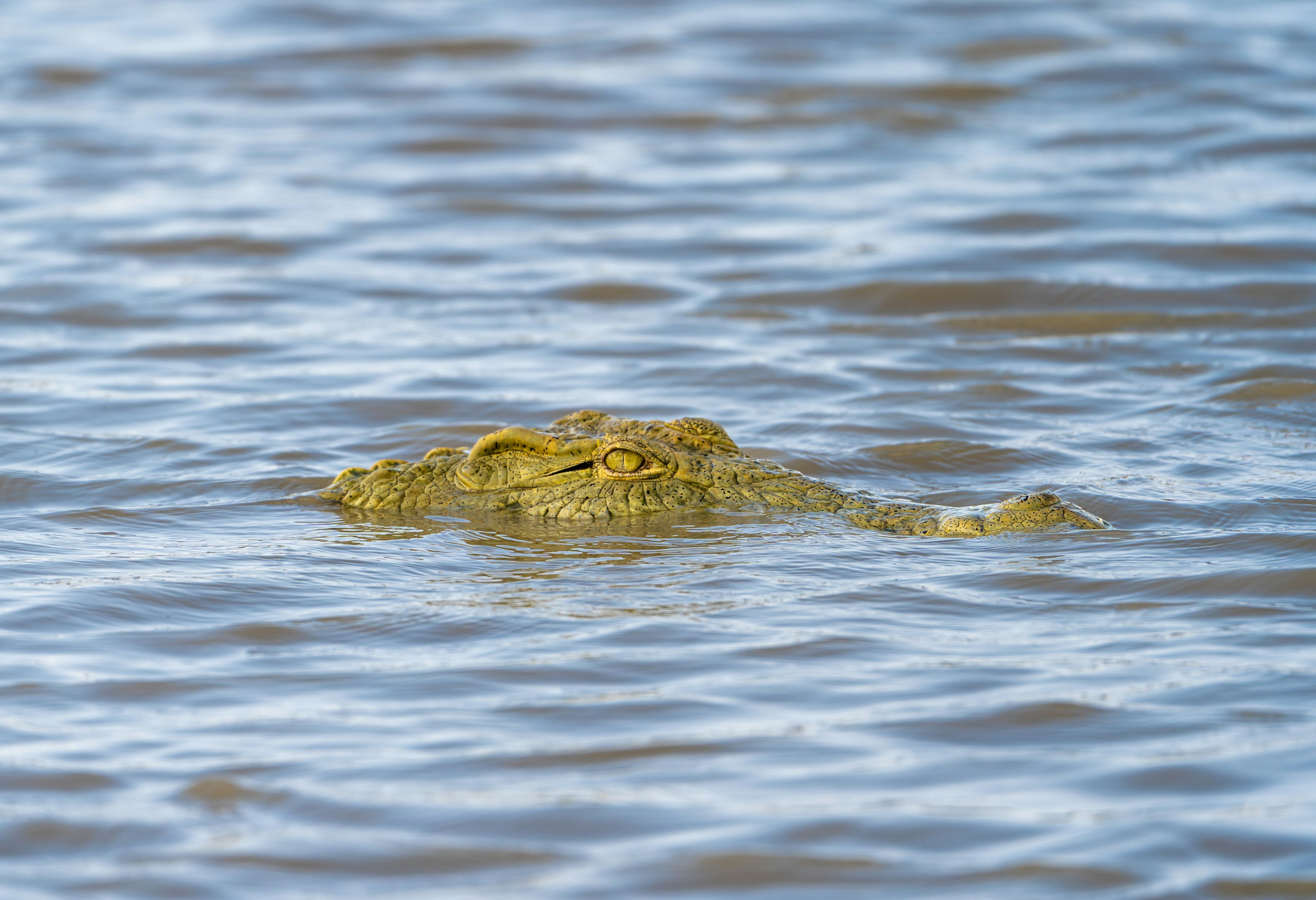 Tanzania Nyerere National Park Krokodil
