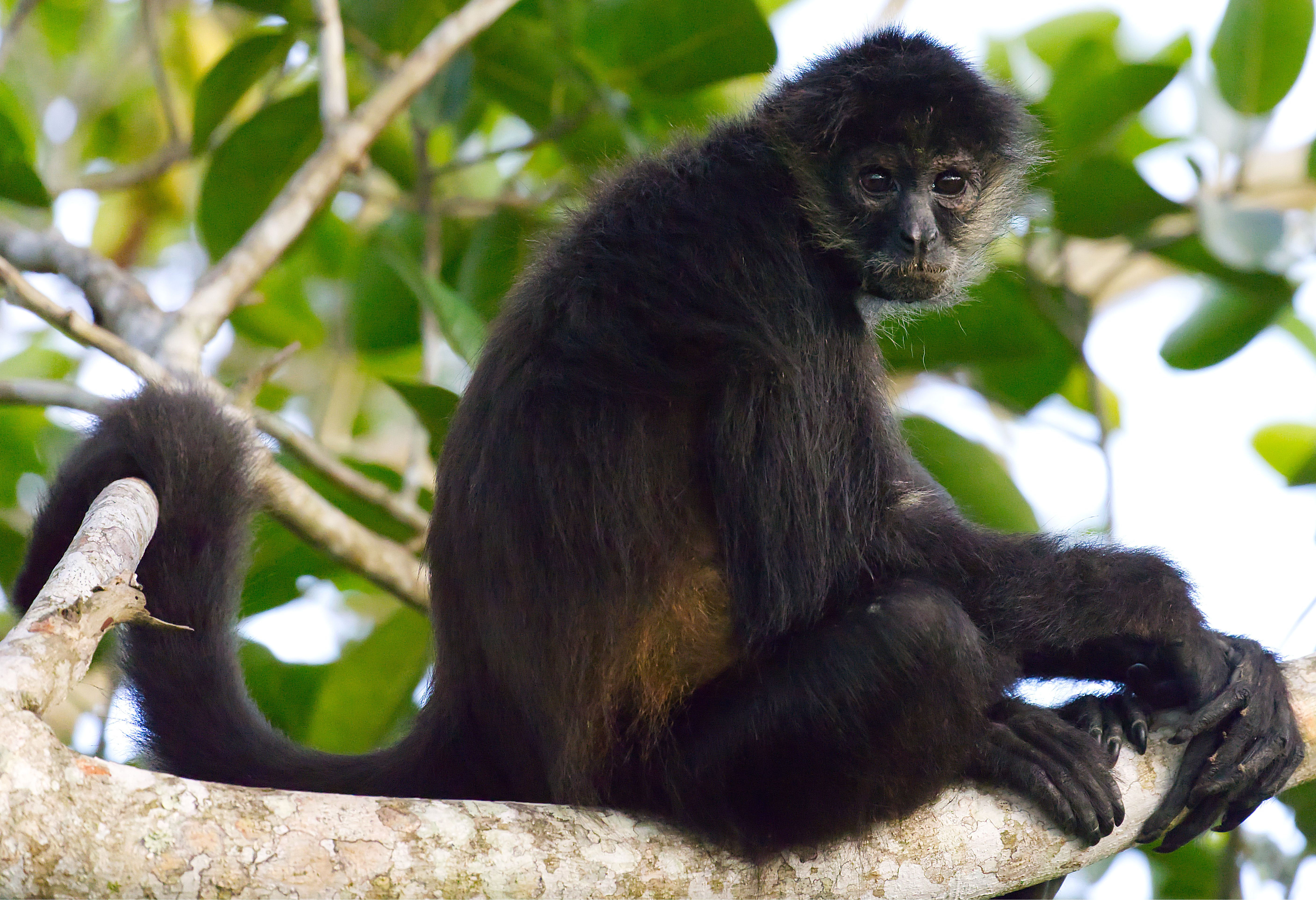 Slingeraap in Belize