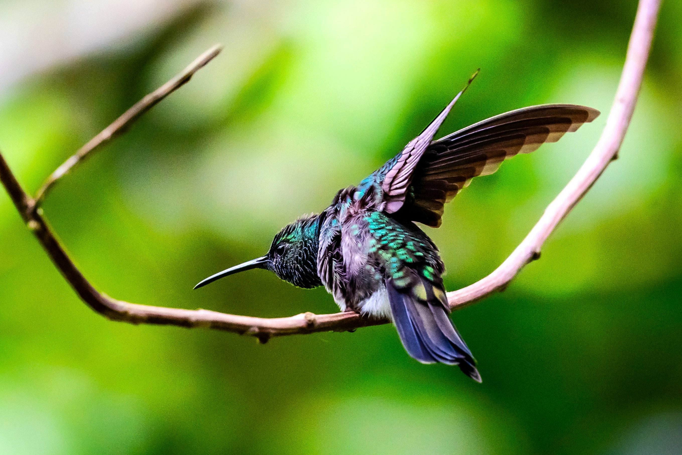 Colombia Minca Kolibrie