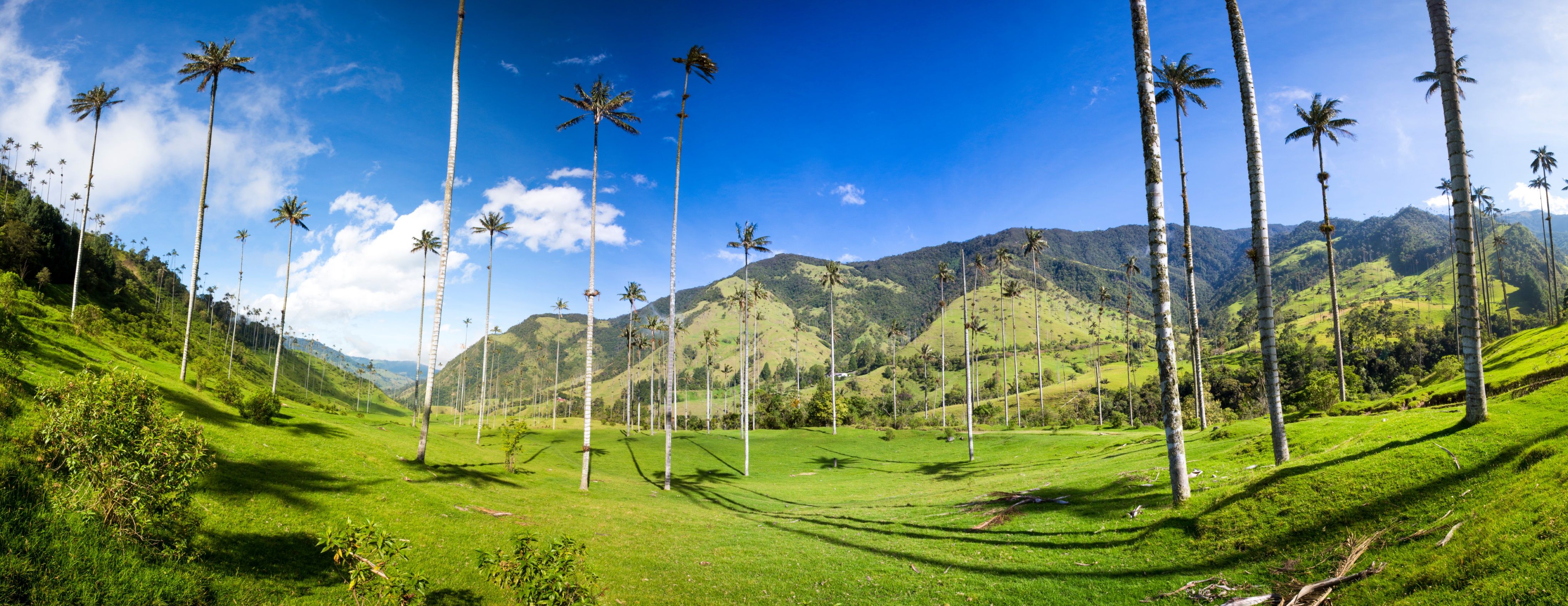 Cocora Vallei Colombia