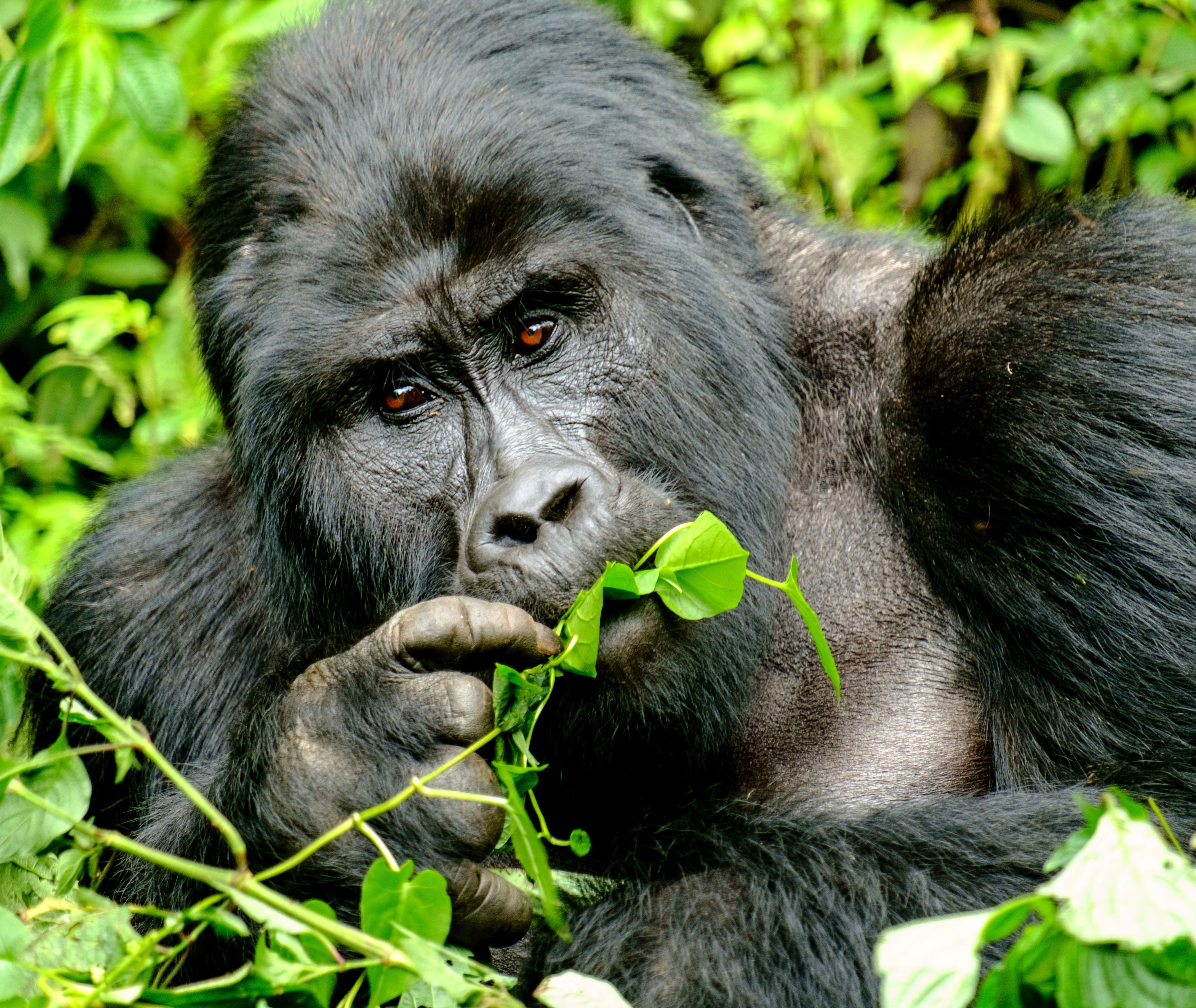Uganda-Bwindi-forest-Silverback -Gorilla