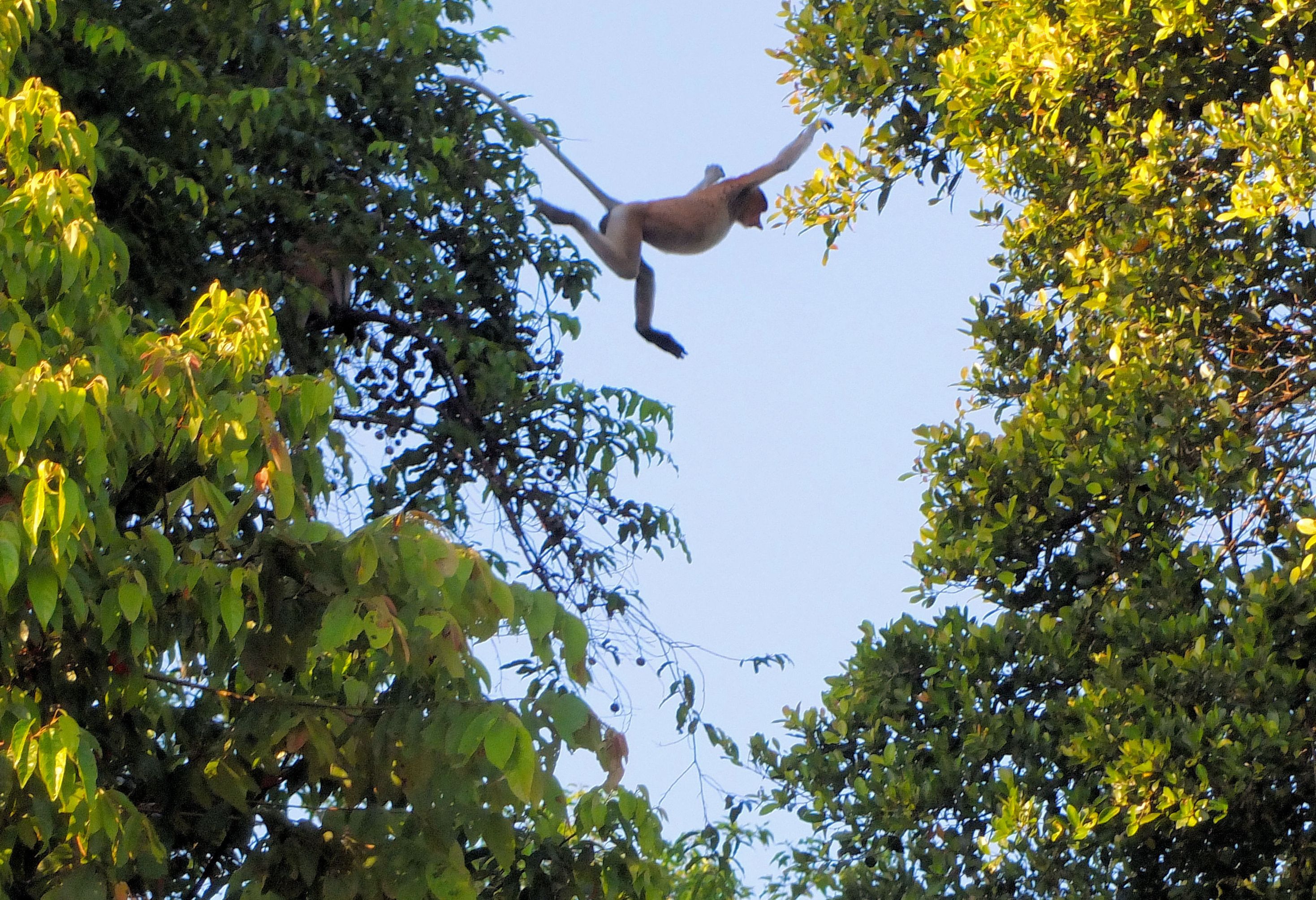Neusaap langs de Kinabatangan rivier Bilit