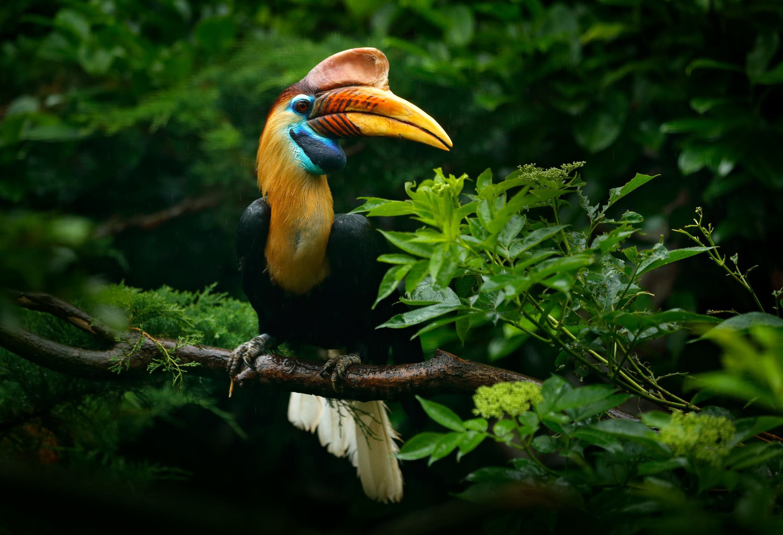 Neushoornvogel in Borneo