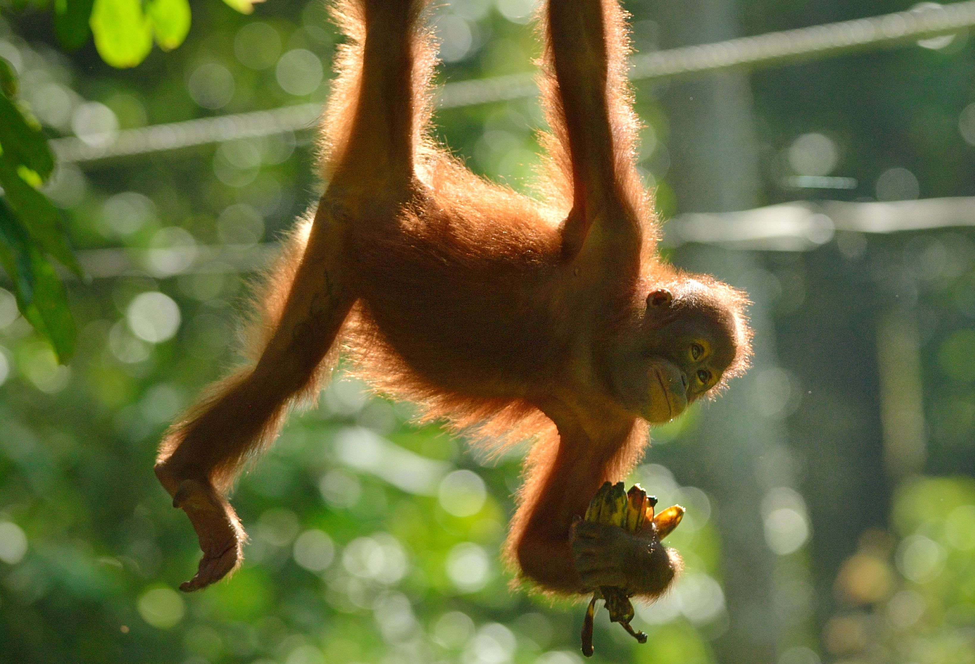 Orang-oetan bij Sepilok