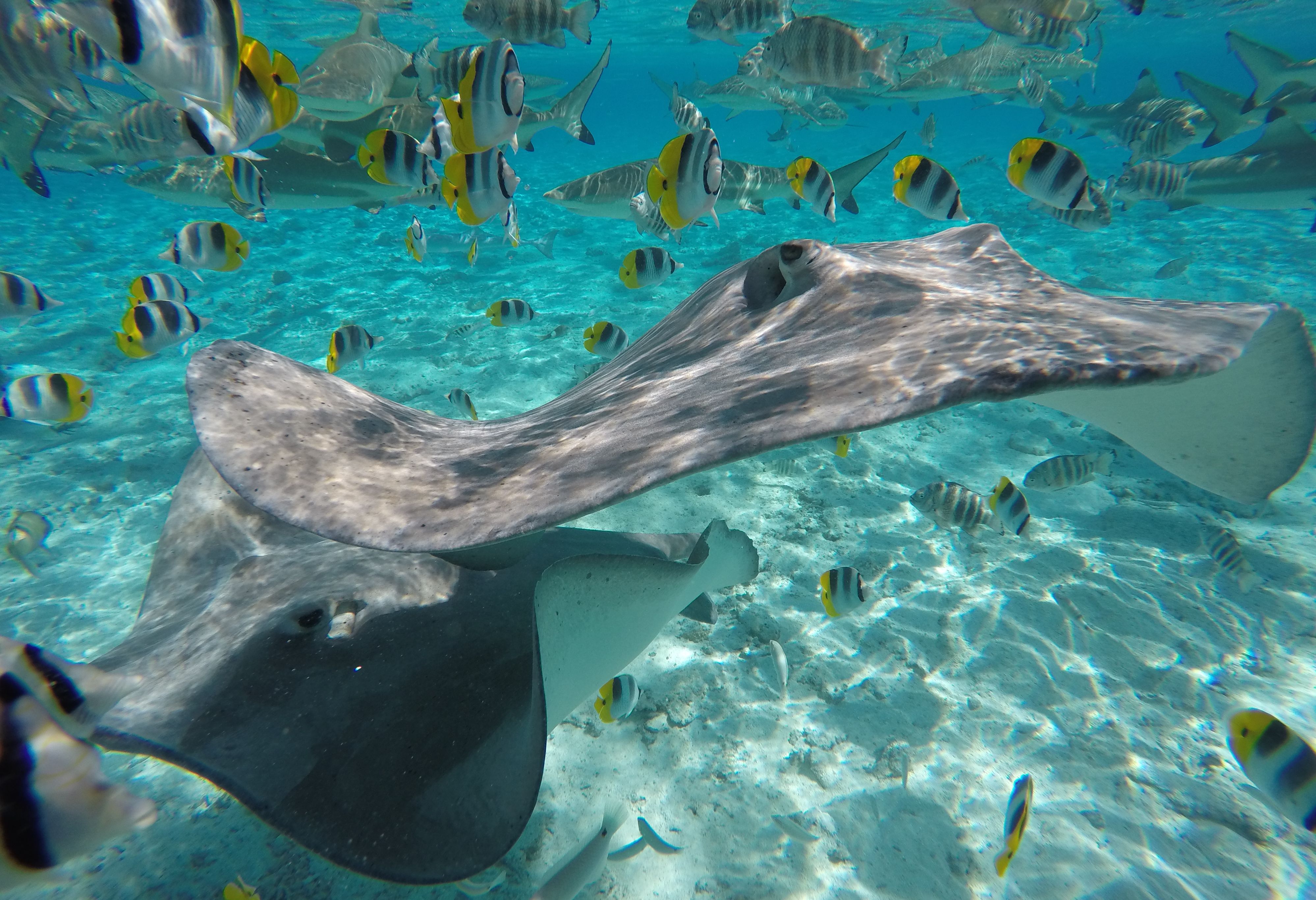 Pijlstaartroggen en zwartpuntrifhaaien bij Bora Bora in Frans-Polynesie