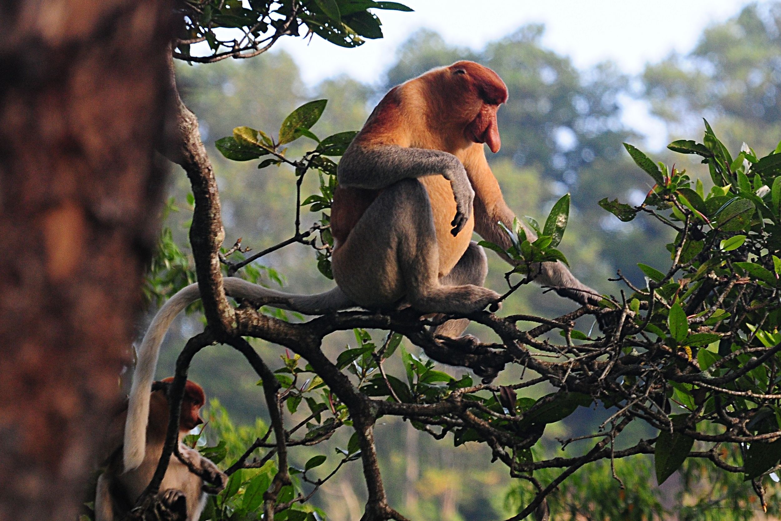 Neusapen langs de Kinabatangan rivier