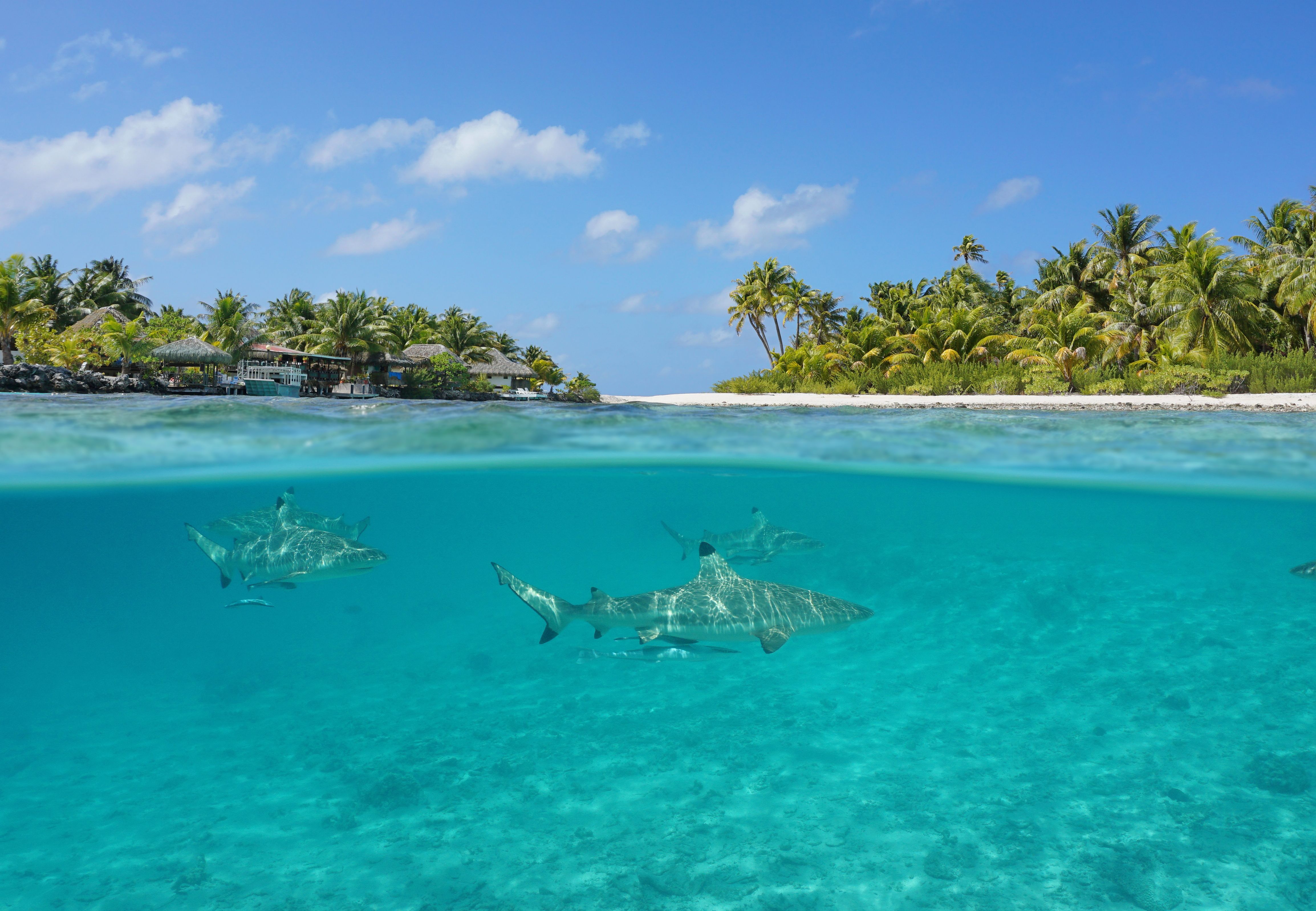 Frans-Polynesie-Tuamotu-Islands-Tikehau-zwartpunt-rifhaaien