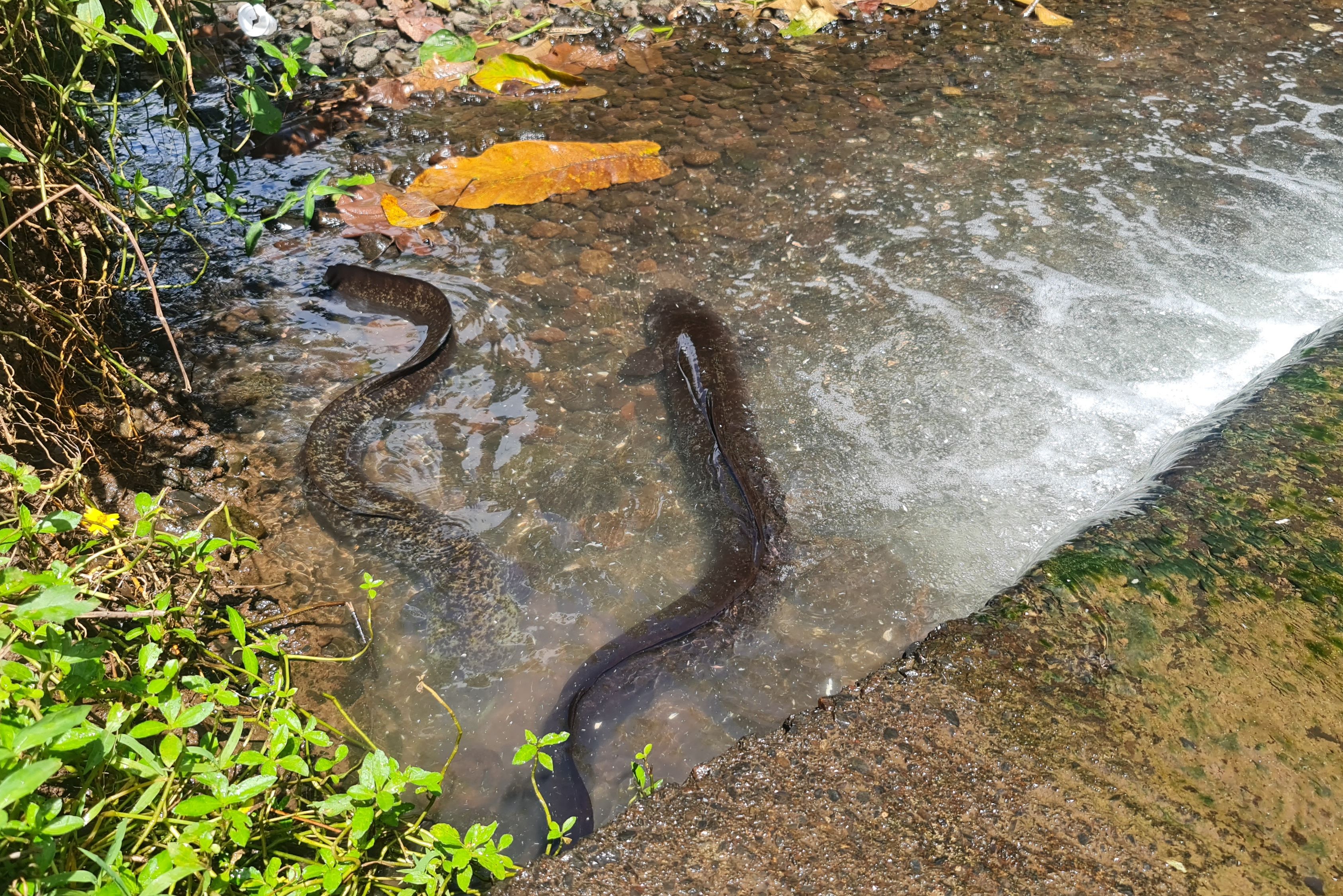 Zoetwater alen op Moorea in Frans-Polynesie