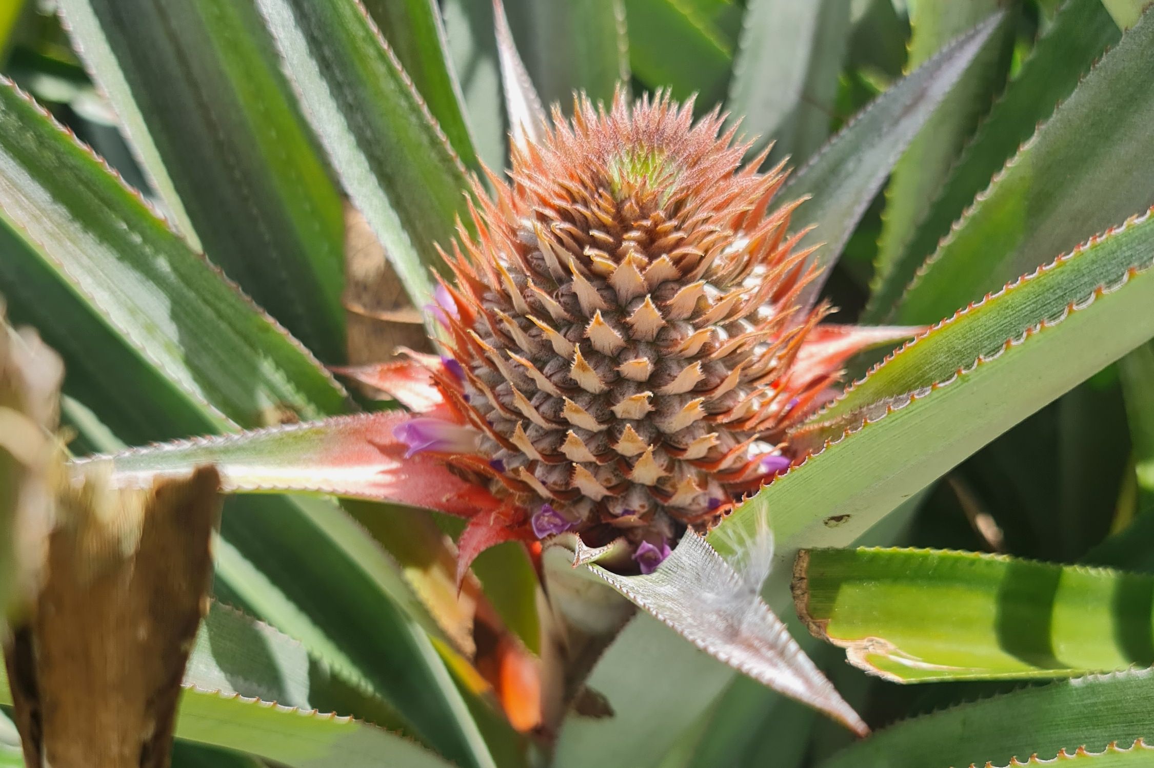 Jonge ananas op ananasplantage op Moorea in Frans-Polynesie