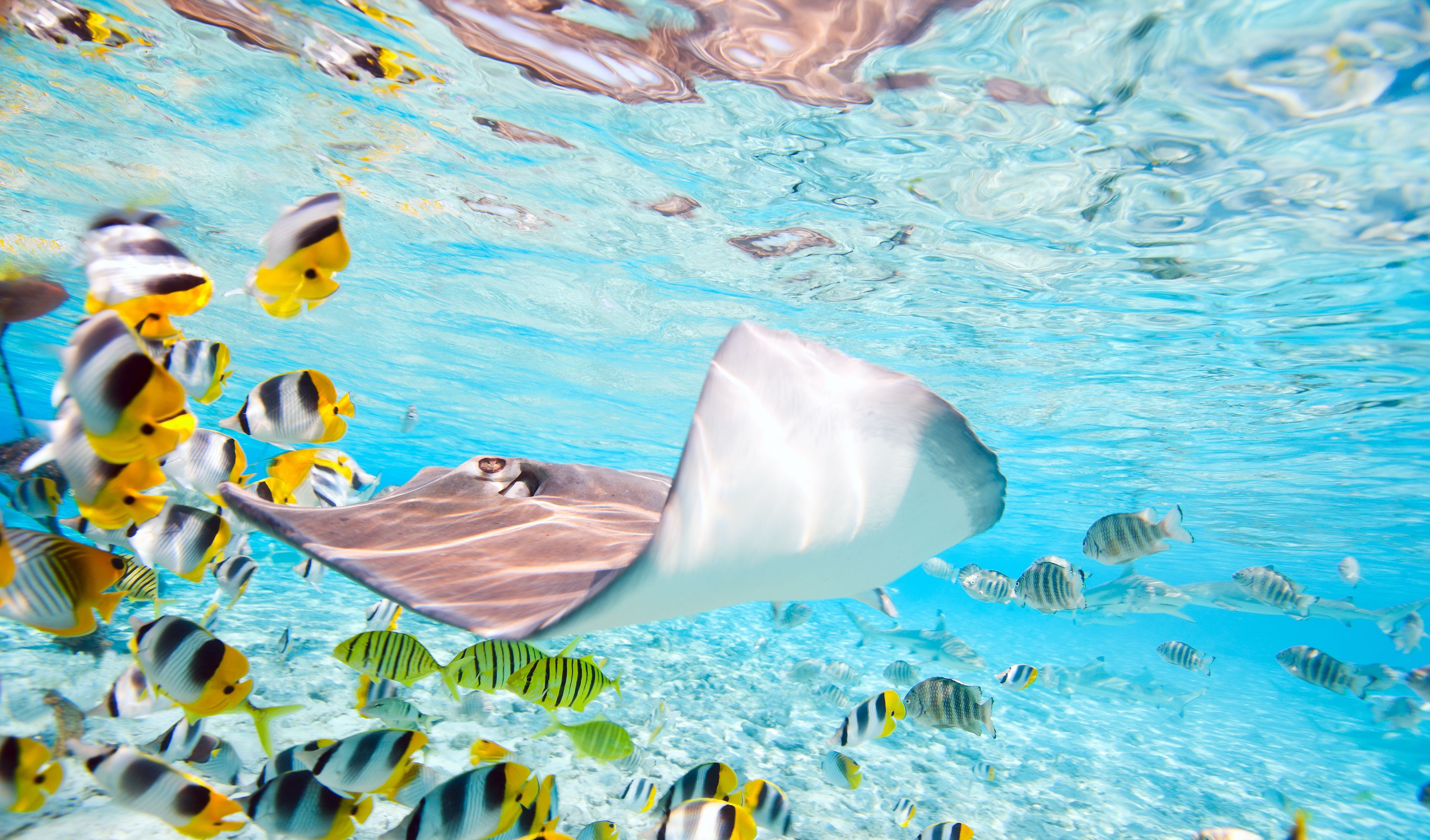 Frans-Polynesie-Bora-Bora-onderwaterwereld