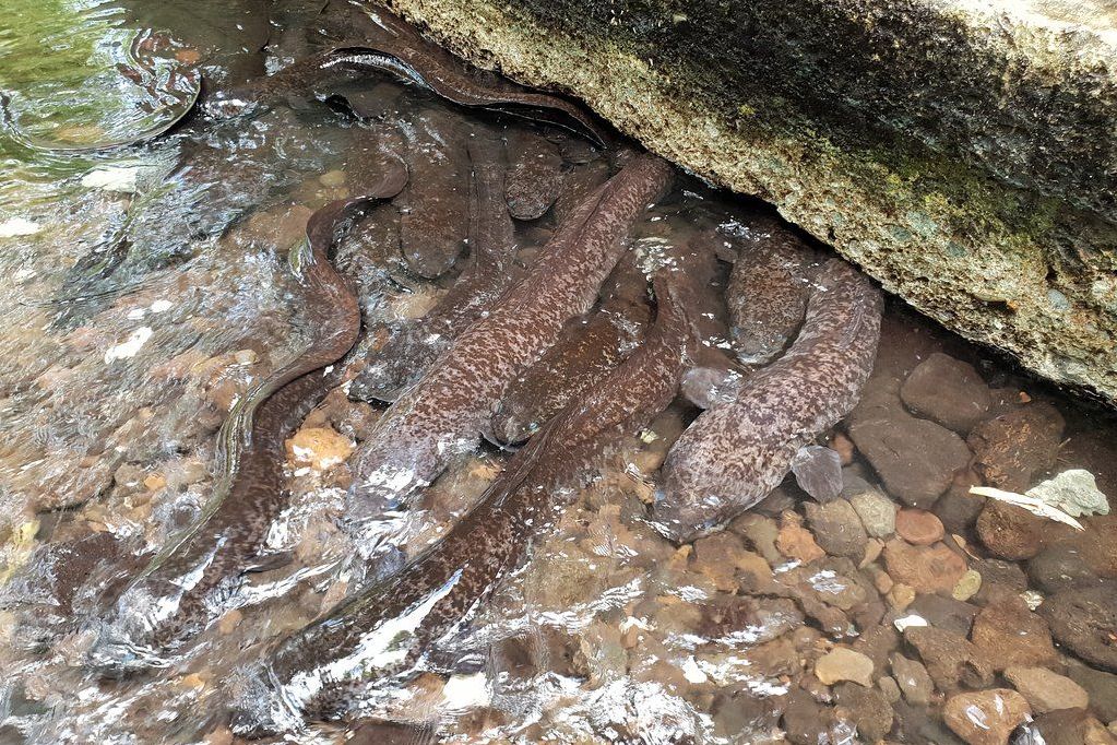 Blauwogige alen op Huahine in Frans-Polynesie