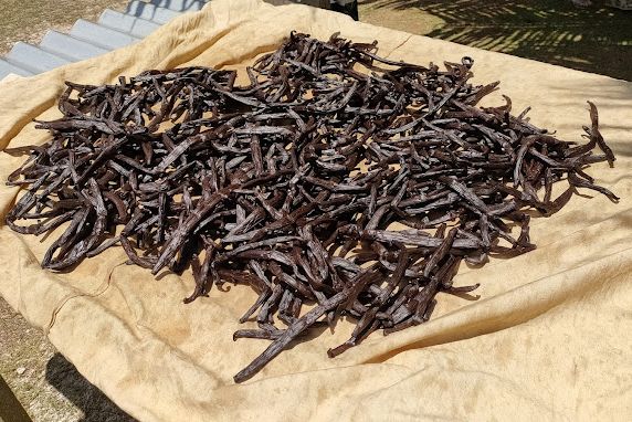 Vanille op Huahine in Frans-Polynesie