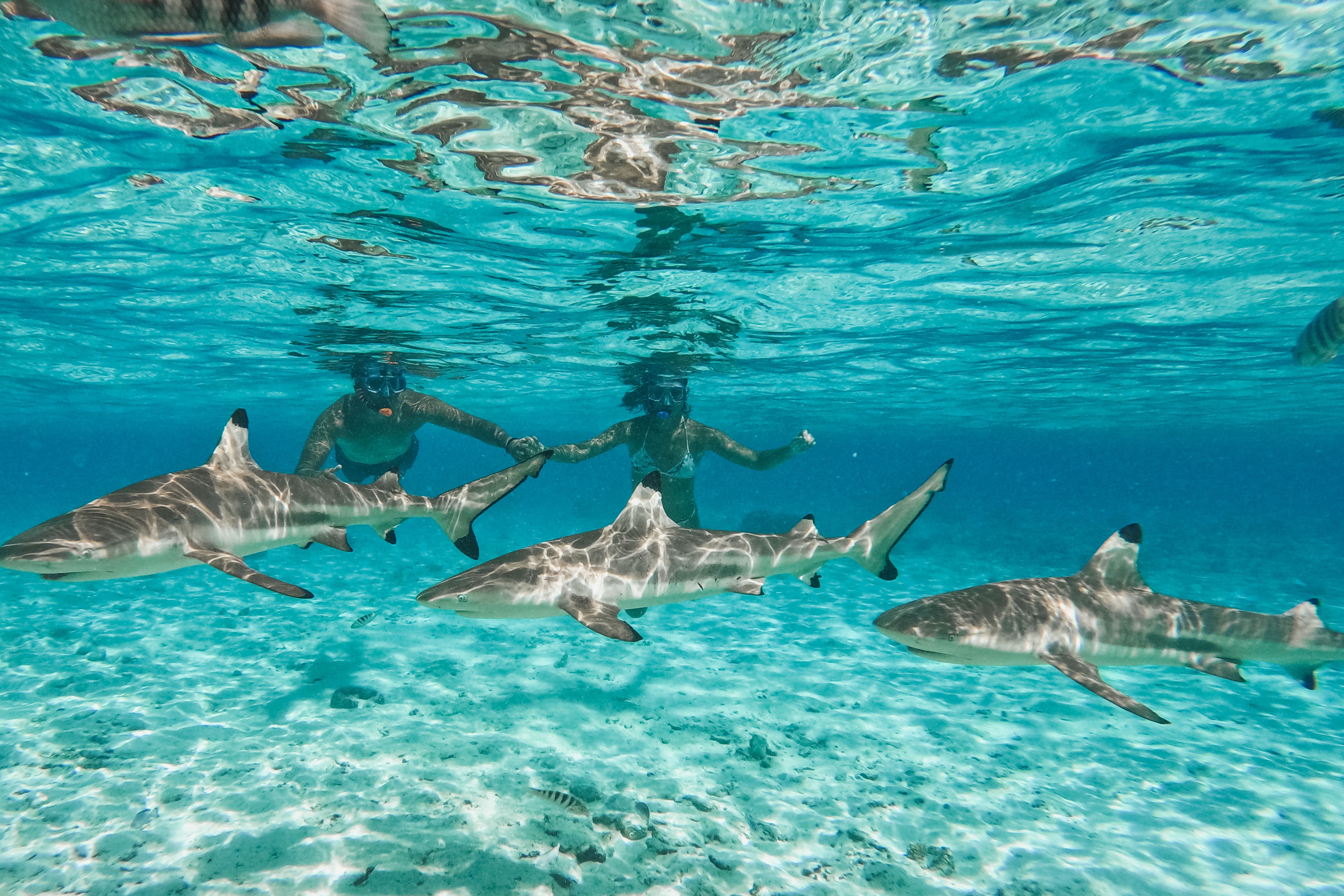 Zwartpuntrifhaaien tijdens excursie Snorkelen tussen de Puntrifhaaien en Pijlstaartroggen bij Bora Bora in Frans-Polynesie