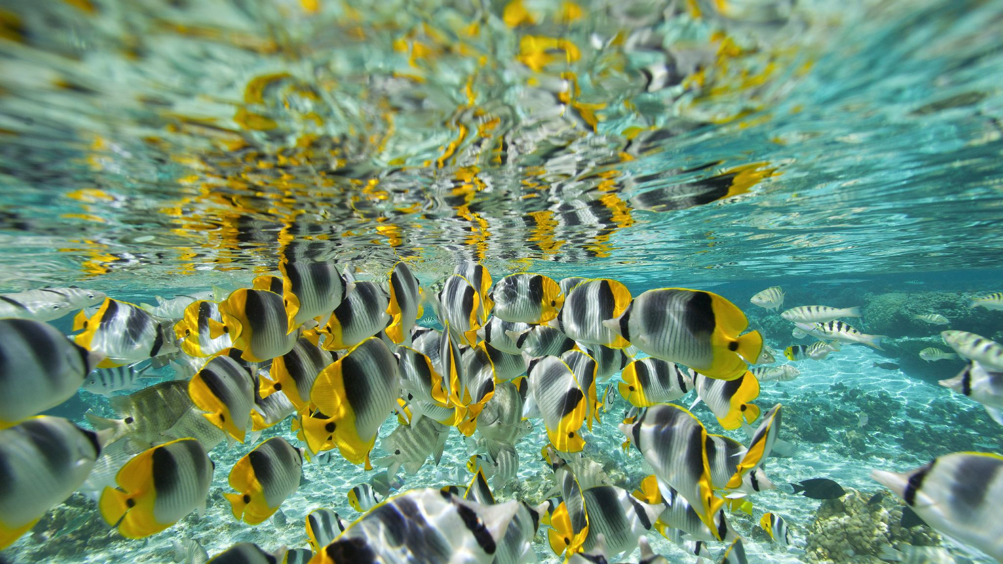 Frans-Polynesie-Tahaa-onderwaterwereld