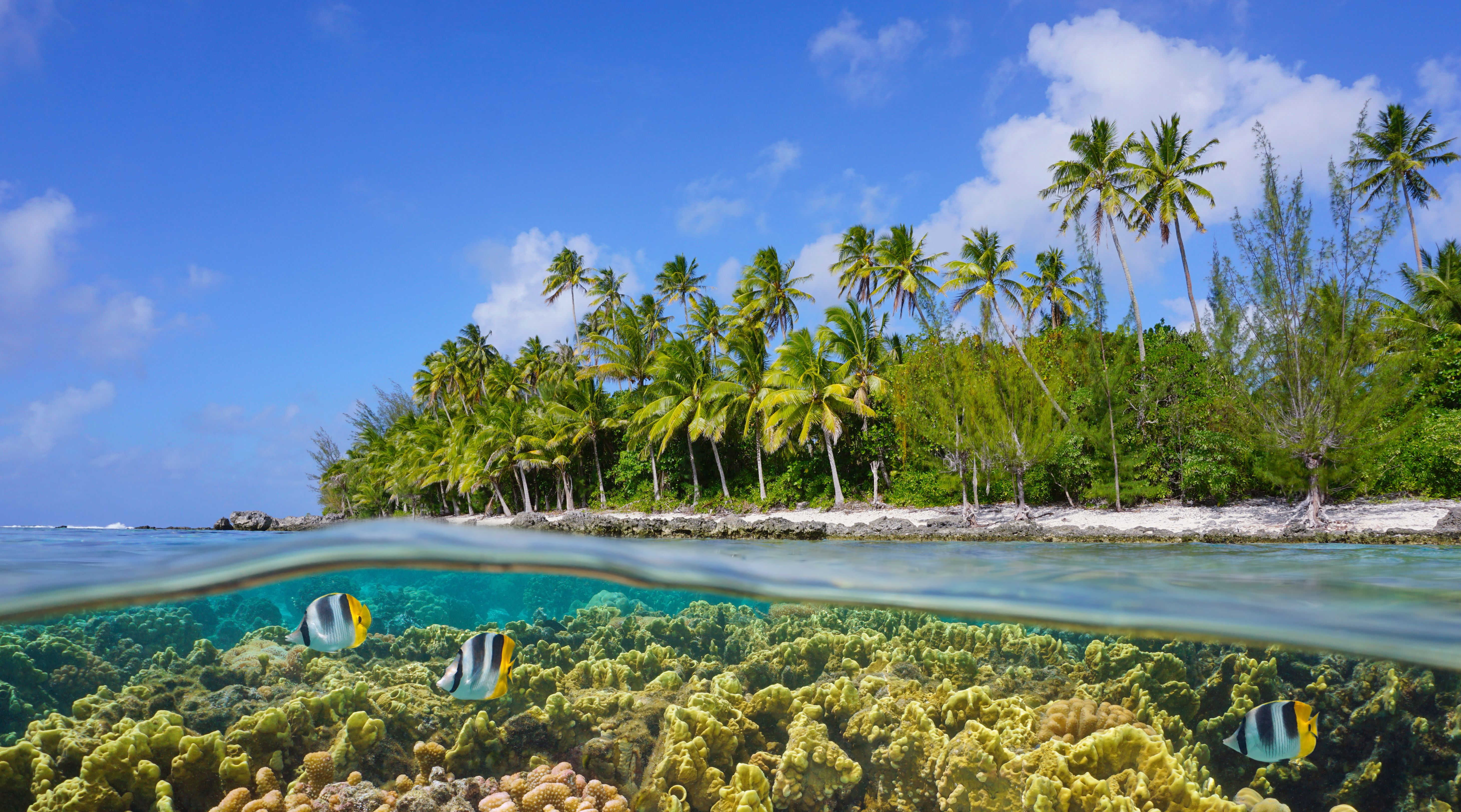 Frans-Polynesie-Huahine-onderwaterwereld