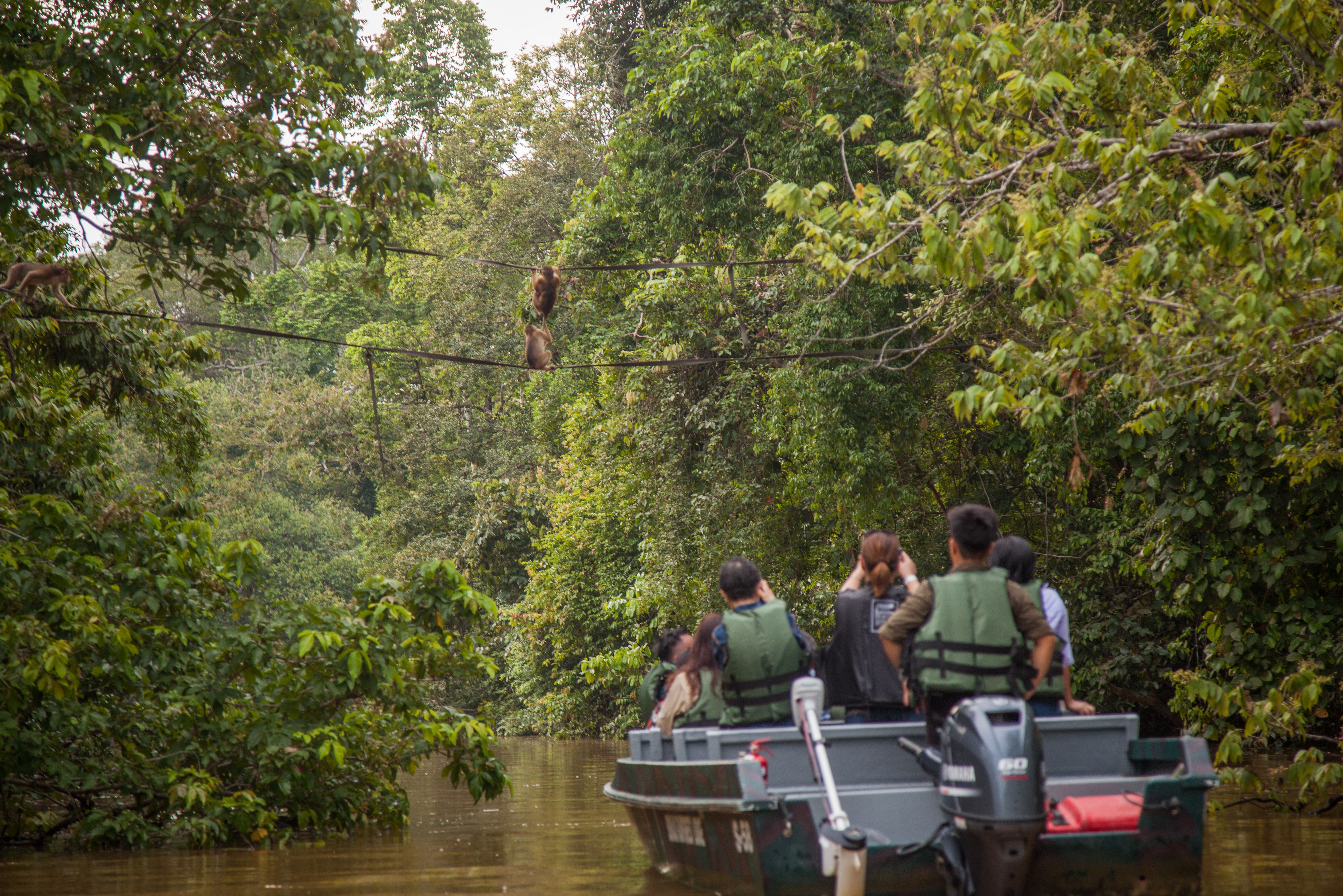 Makaken die de rivier oversteken Sukau