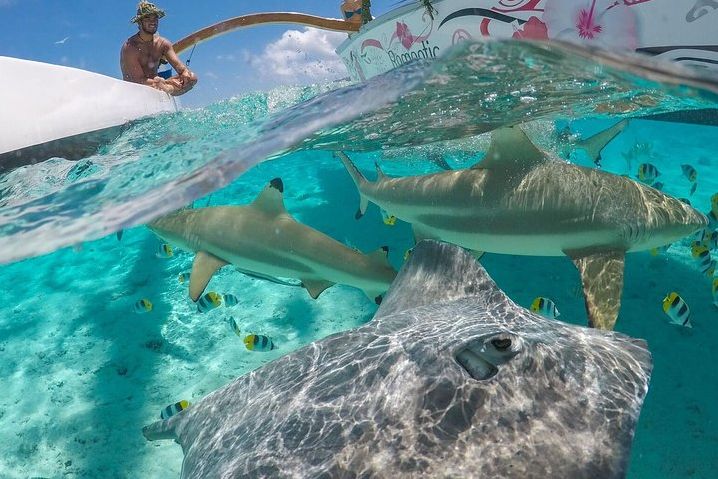 Zwartpuntrifhaaien en roggen tijdens Bora Bora per Outrigger Kano in Frans-Polynesie