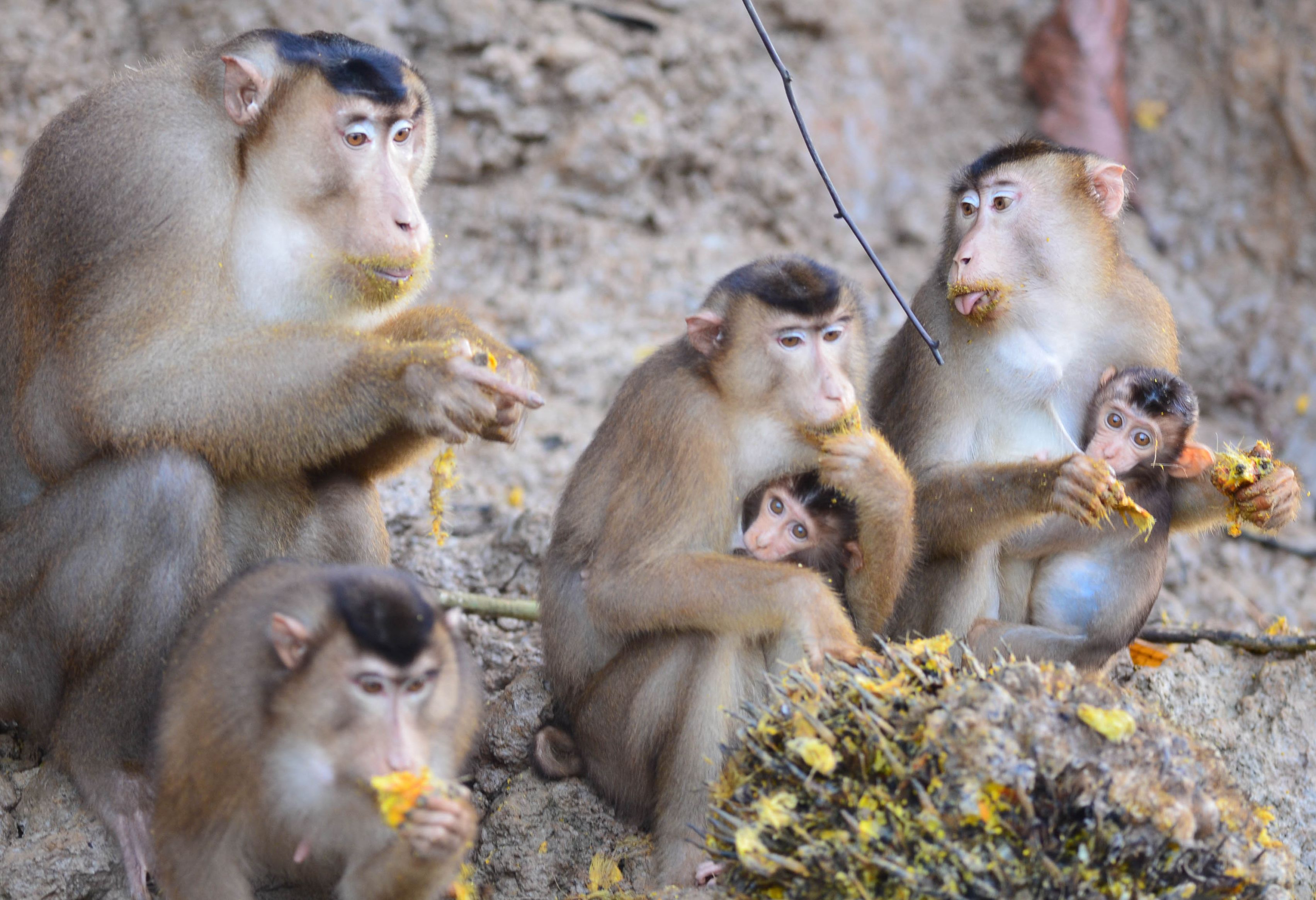 Familie makaken bij Kinabatangan
