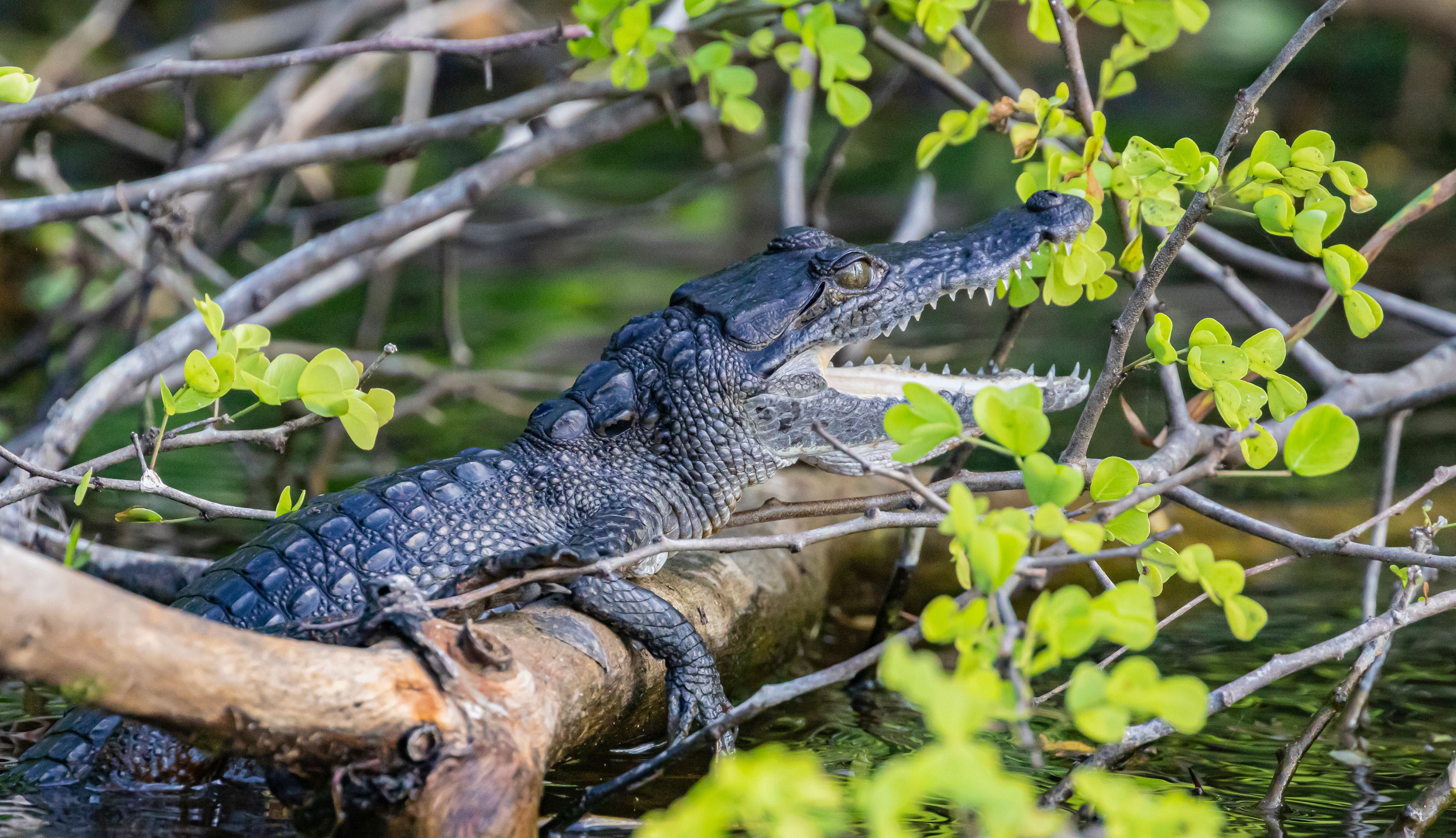 Crooked Tree Wildlife Sanctuary Belize