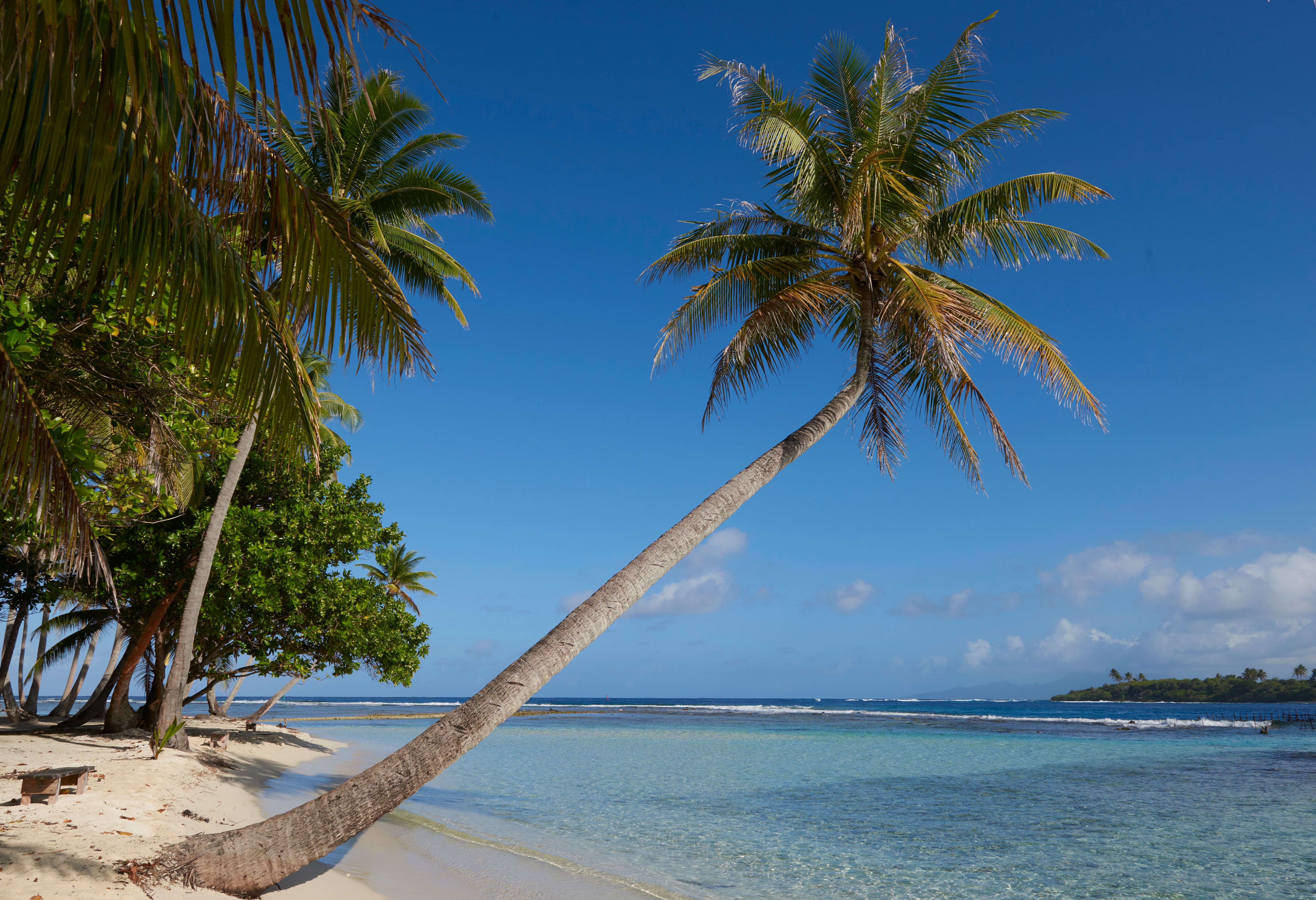 Strand met palmboom bij Raiatea in Frans-Polynesie