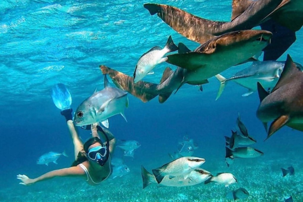 Belize Ambergris Caye San Pedro Sunbreeze Hotel Snorkelen