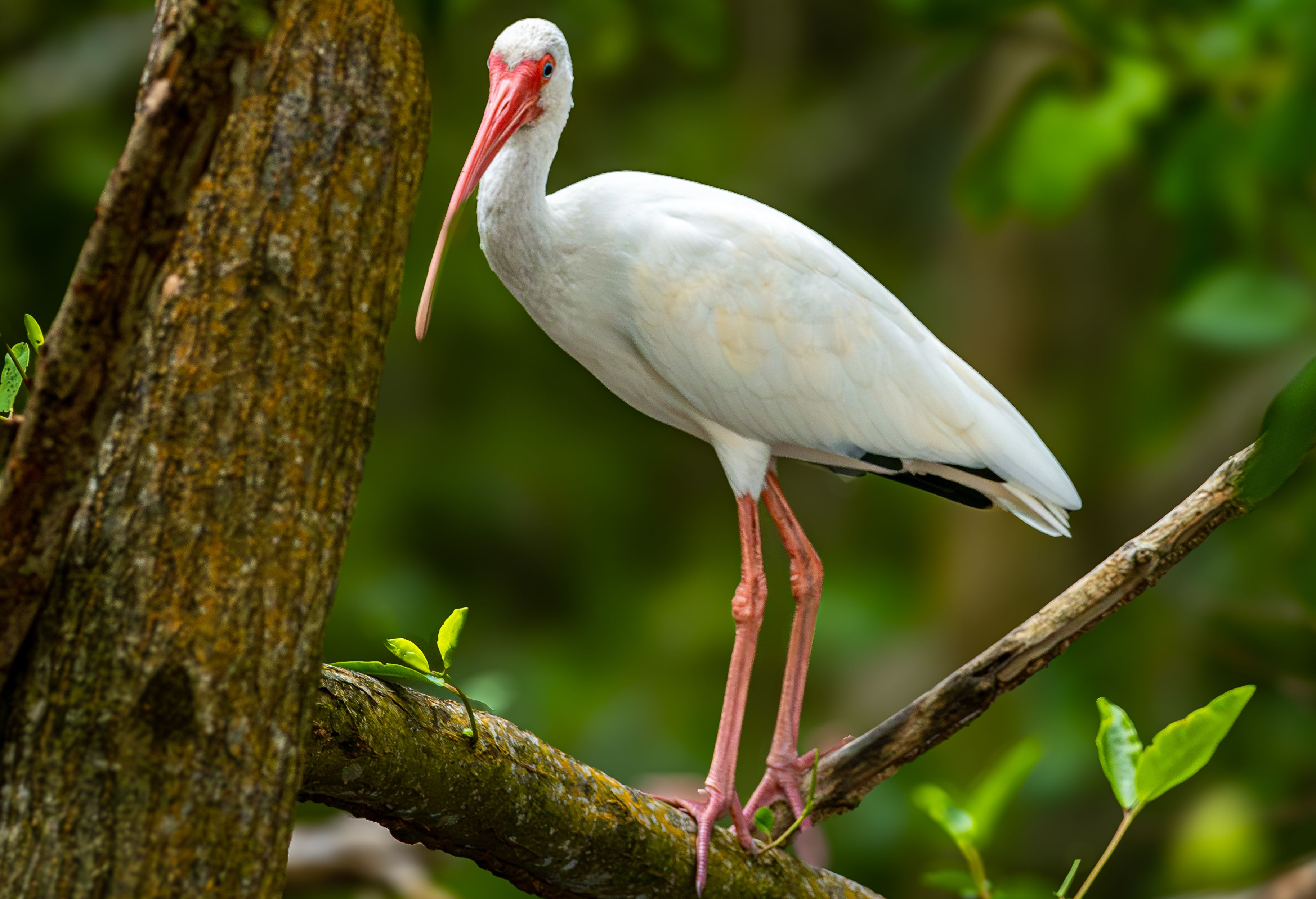 Ibis tussen de mangroven