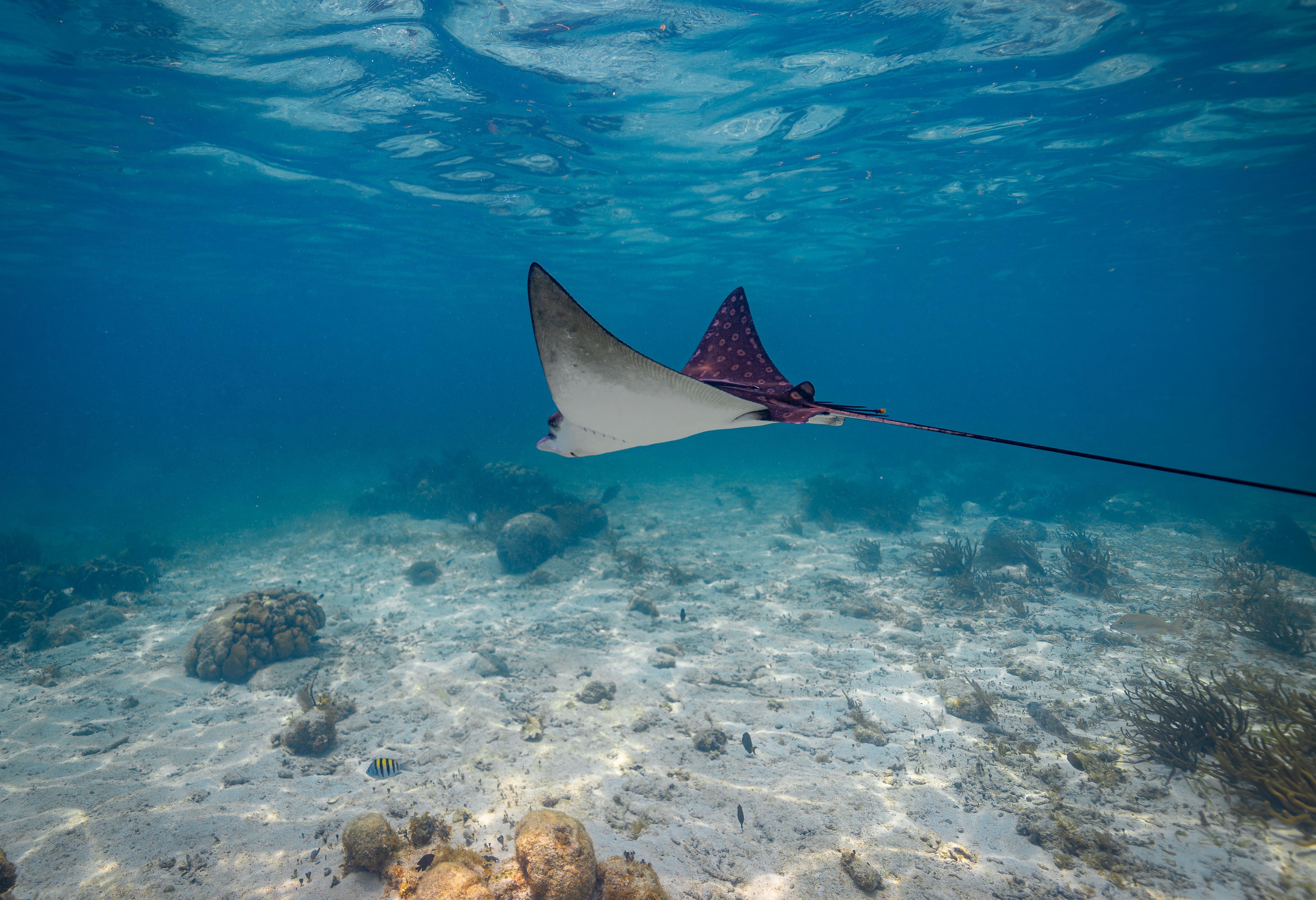 Adelaarsrog Belize Cayes