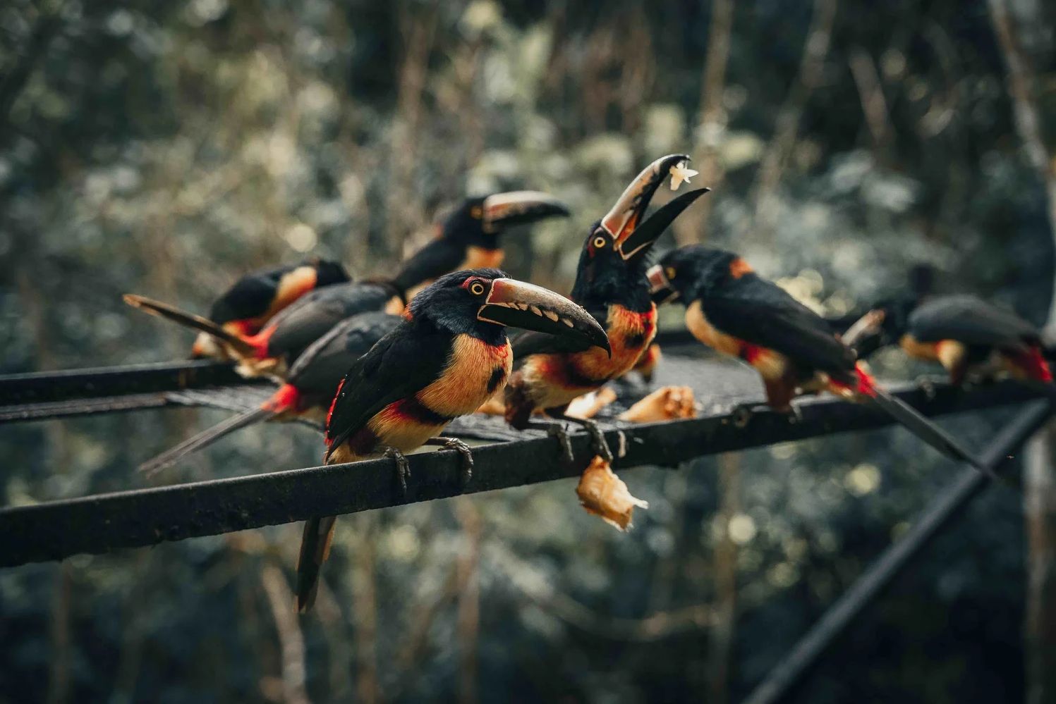 Belize San Ignacio Sweet Songs Jungle Lodge Vogels