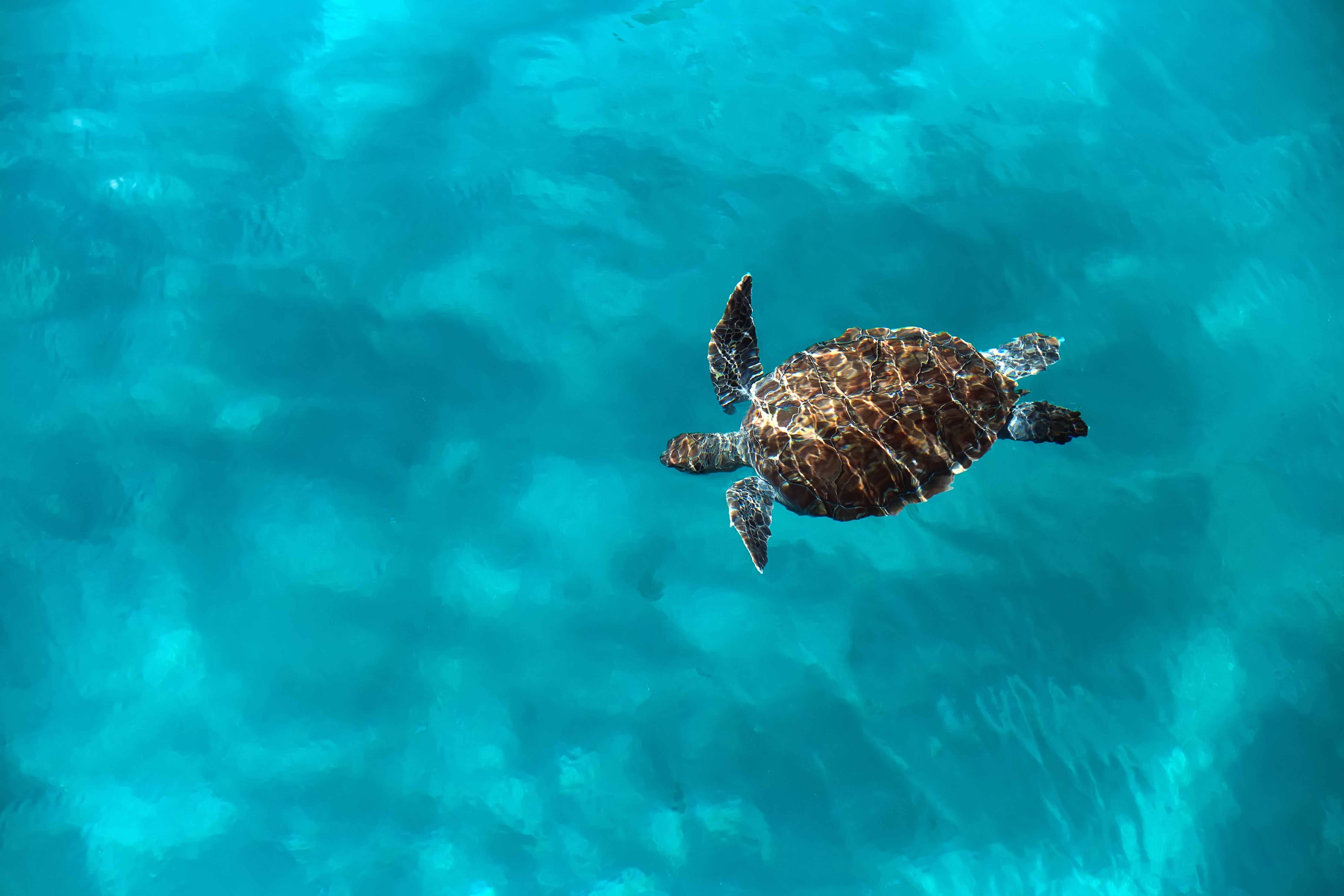 Barbados-Zeeschildpad
