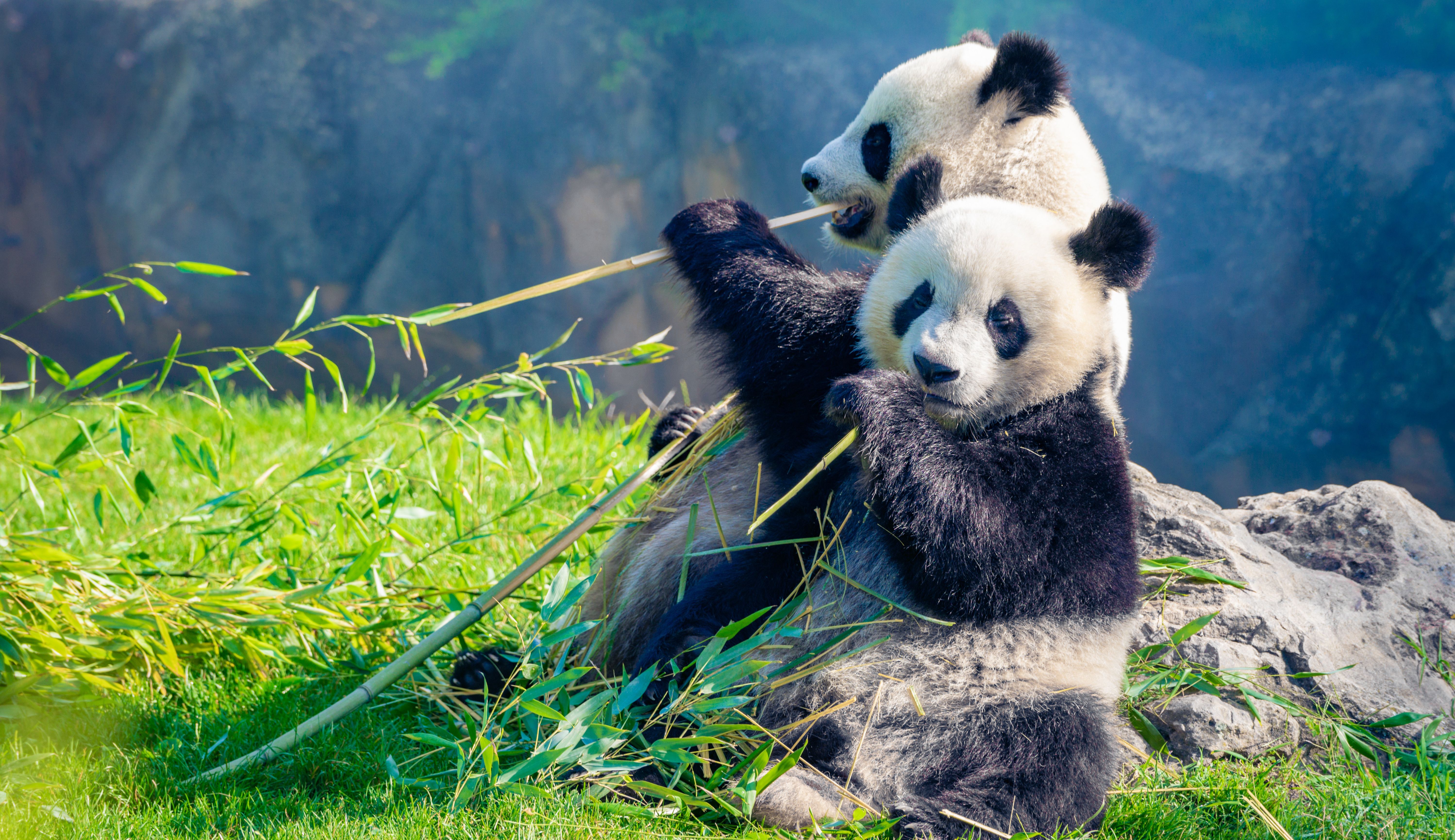 china-chengdu-panda's