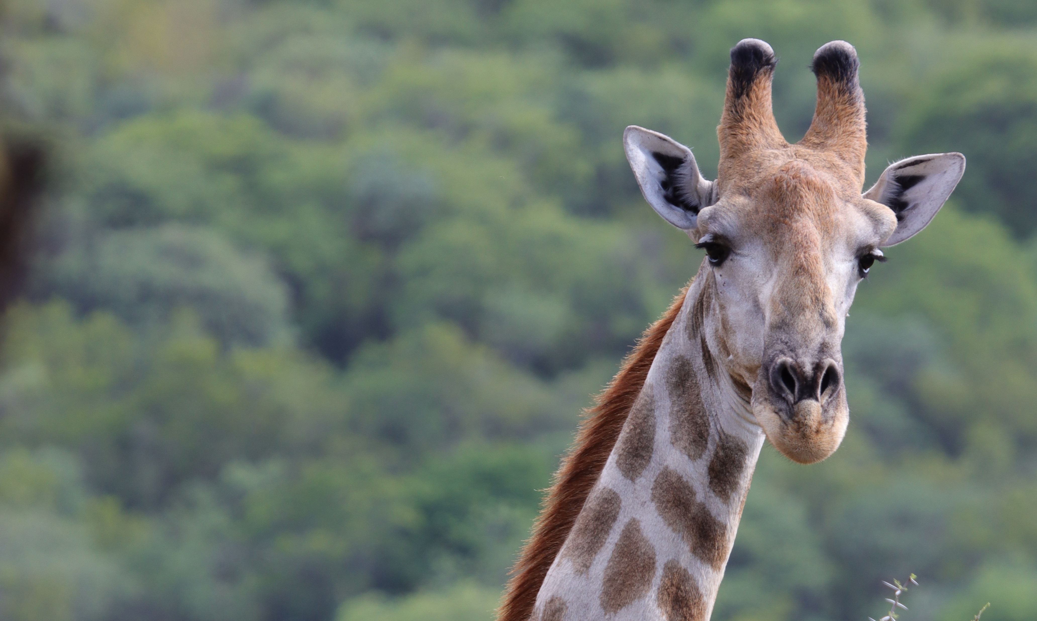 Zuid-Afrika-Limpopo-Few-and-Far-Luvhondo-Giraffe
