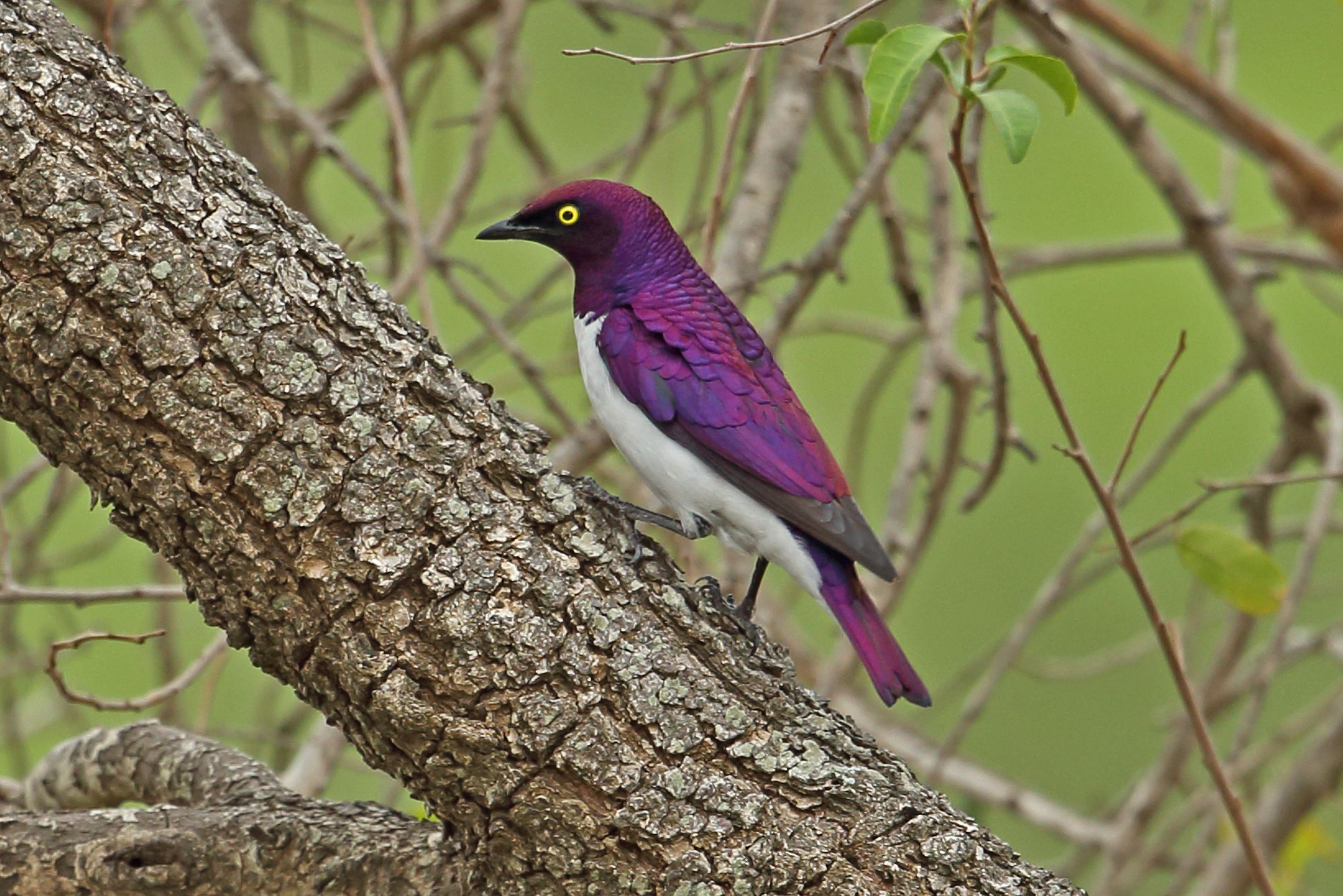 Zuid-Afrika Maputaland Vogel
