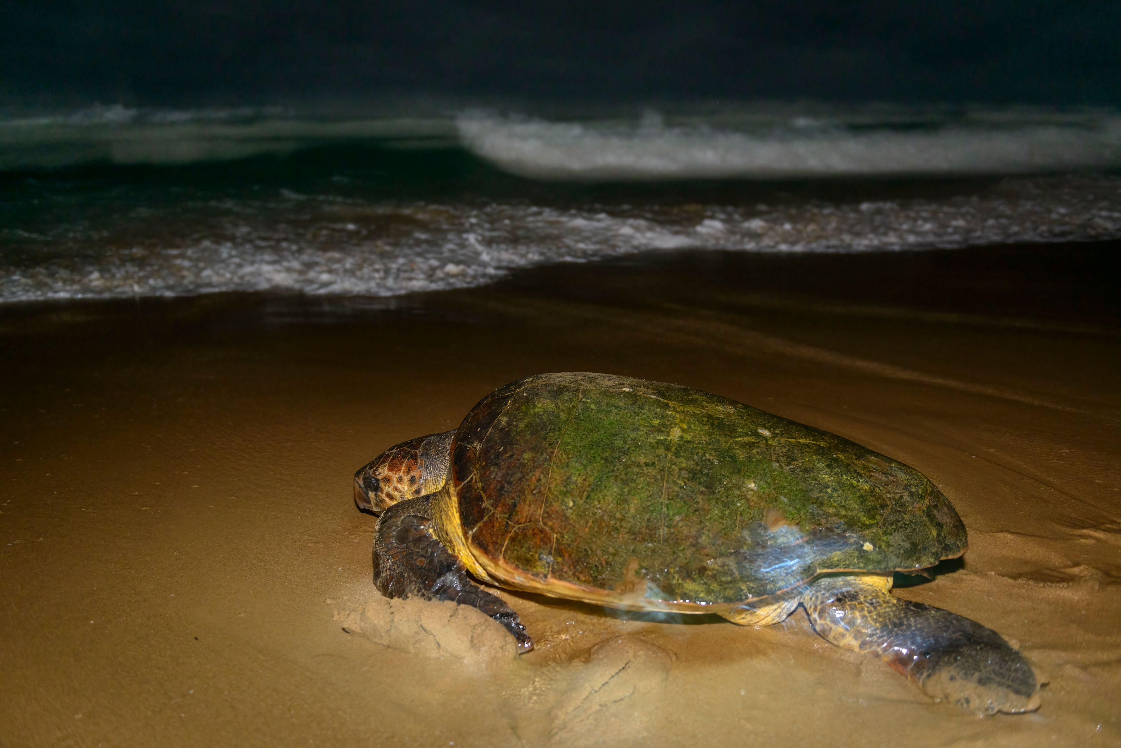 Zuid-Afrika Maputaland Schildpad