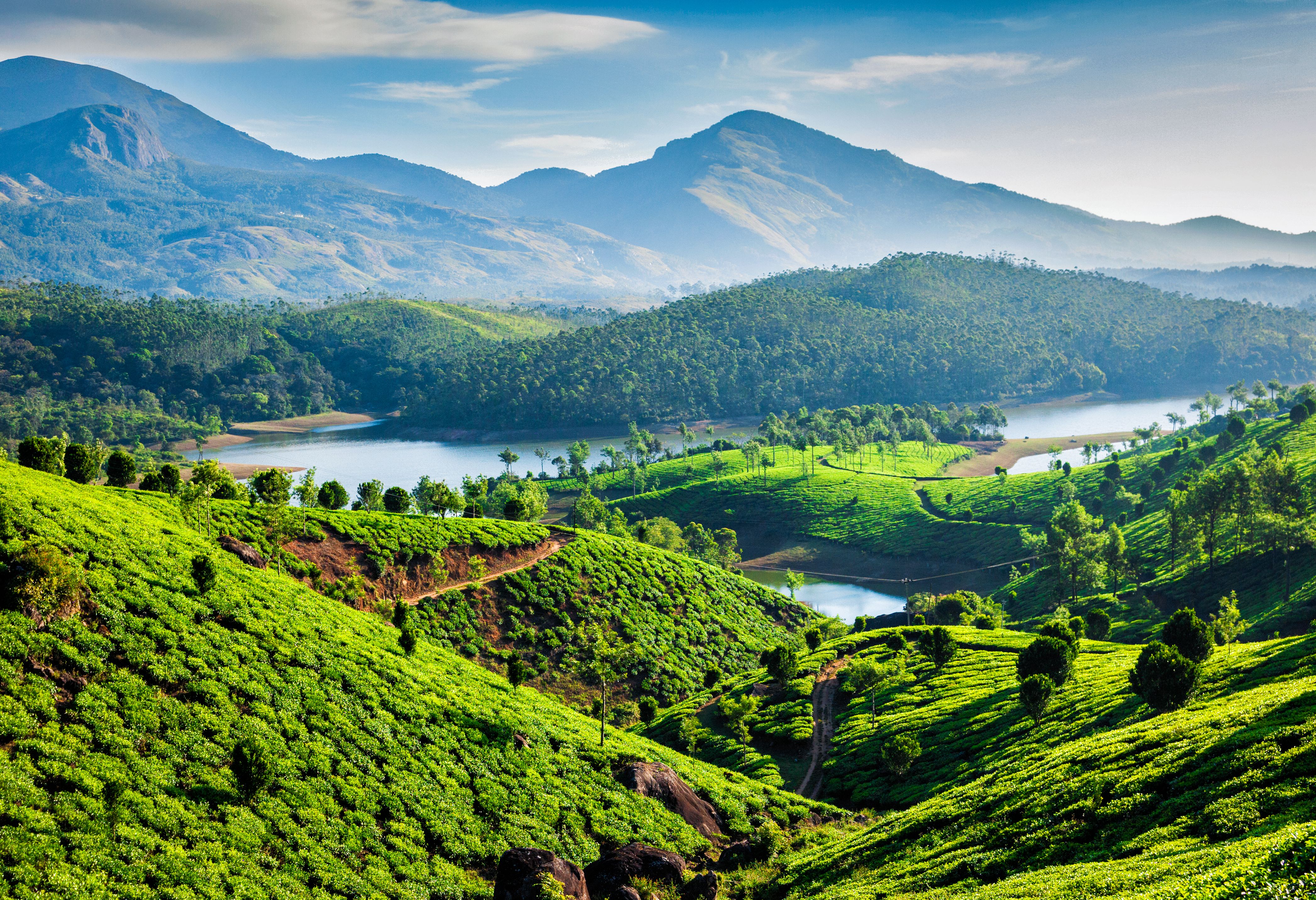 Omgeving van Munnar theevelden in Kerala