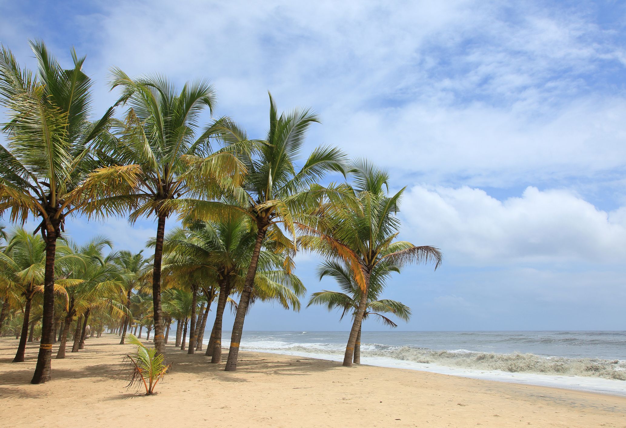 Palmen op strand Mararikulam